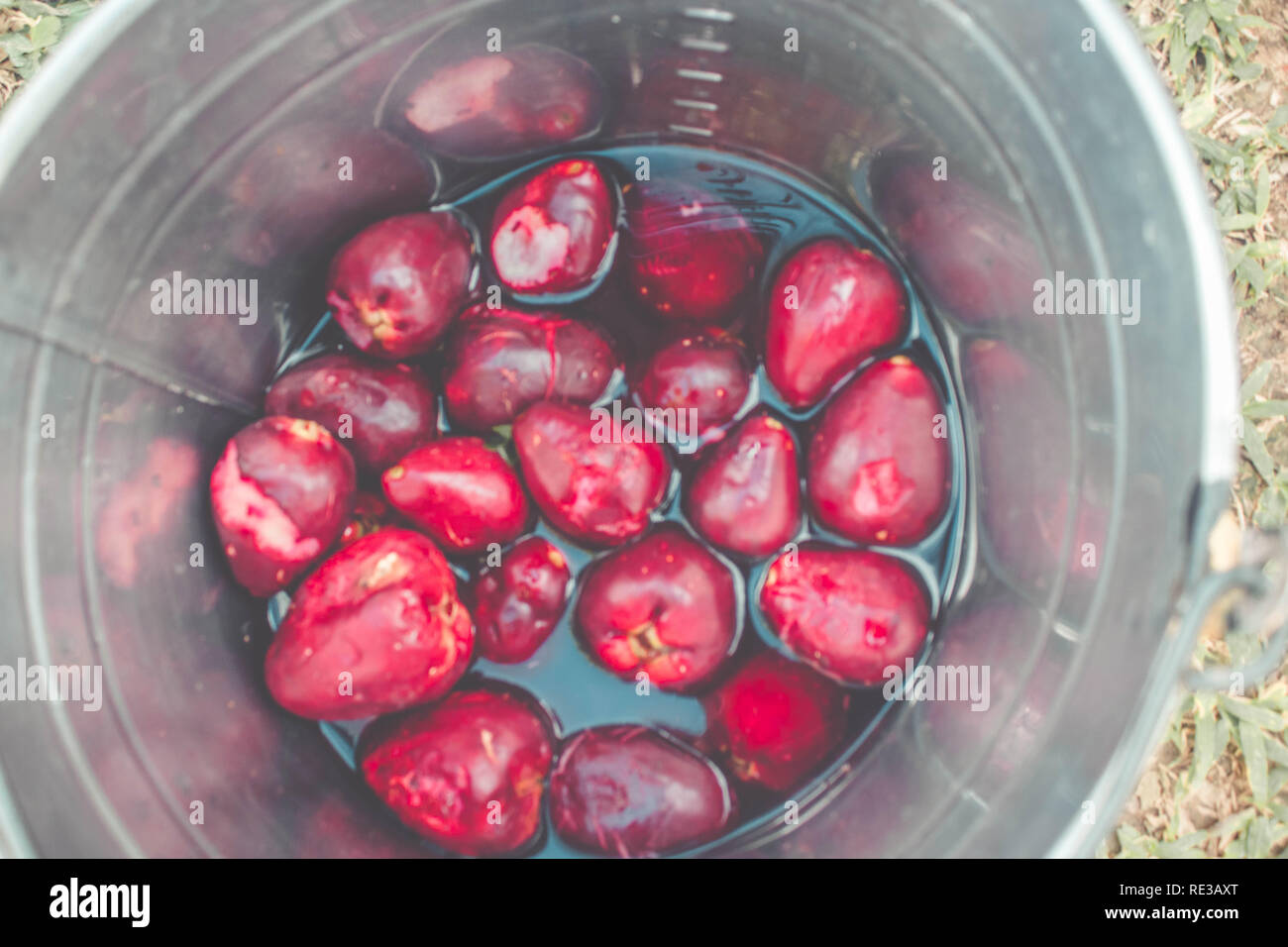 Organische frische Jambo isoliert (Syzygium malaccense) Exotische Früchte Stockfoto