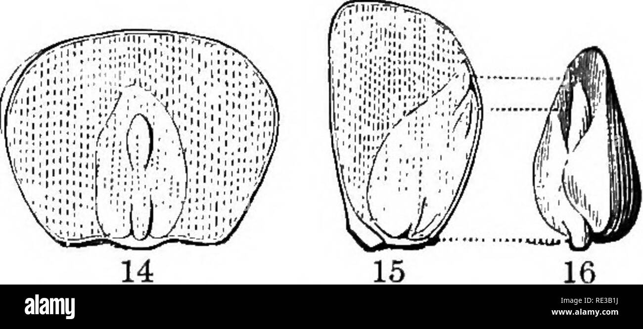 . Ein praktischer Kurs in Botanik, mit besonderer Bezugnahme auf seine Lager für Landwirtschaft, Wirtschaft und sanitären Einrichtungen. Botanik. Der Samen 13. Teil, Endosperm, die Depression in der Nähe des Zentrums, Embryonen oder Keimzellen. Neben einem Korn, dass vierundzwanzig Stunden getränkt wurde. Welche Änderungen sehen Sie? Wie begründen Sie das sweUing des Embryos? Die Haut entfernen und seine Textur beobachten. Eine vergrößerte Skizze eines Korn auf die gerillte Seite mit dem Wappen entfernt, Kennzeichnung der flachen ovalen Körper eingebettet in das Endosperm, keimblatt; am oberen Ende des kleinen budlike Körper eingebettet in das Keimblatt, Pflaume Stockfoto