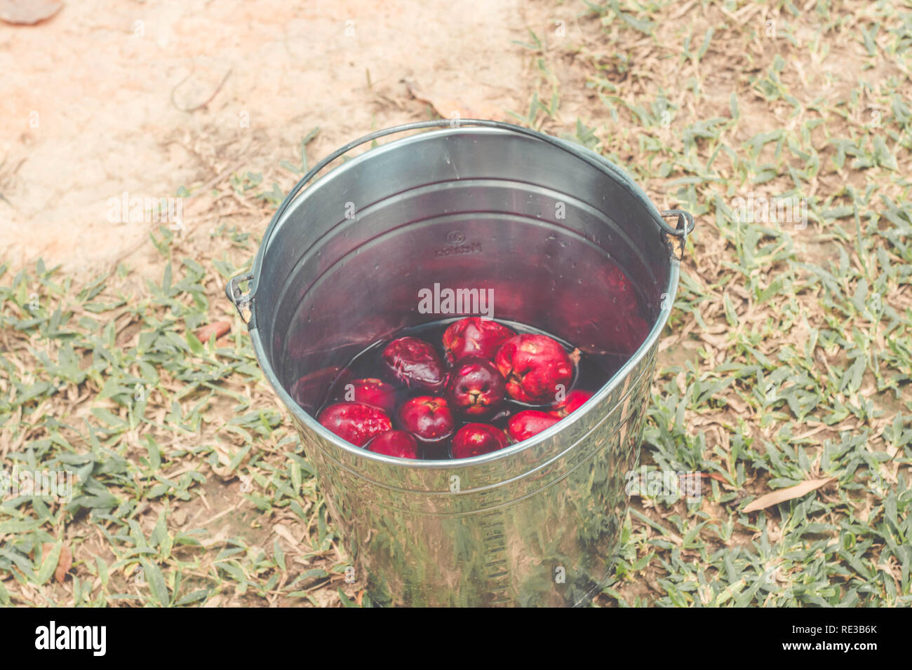 Malaiische frucht -Fotos und -Bildmaterial in hoher Auflösung – Alamy