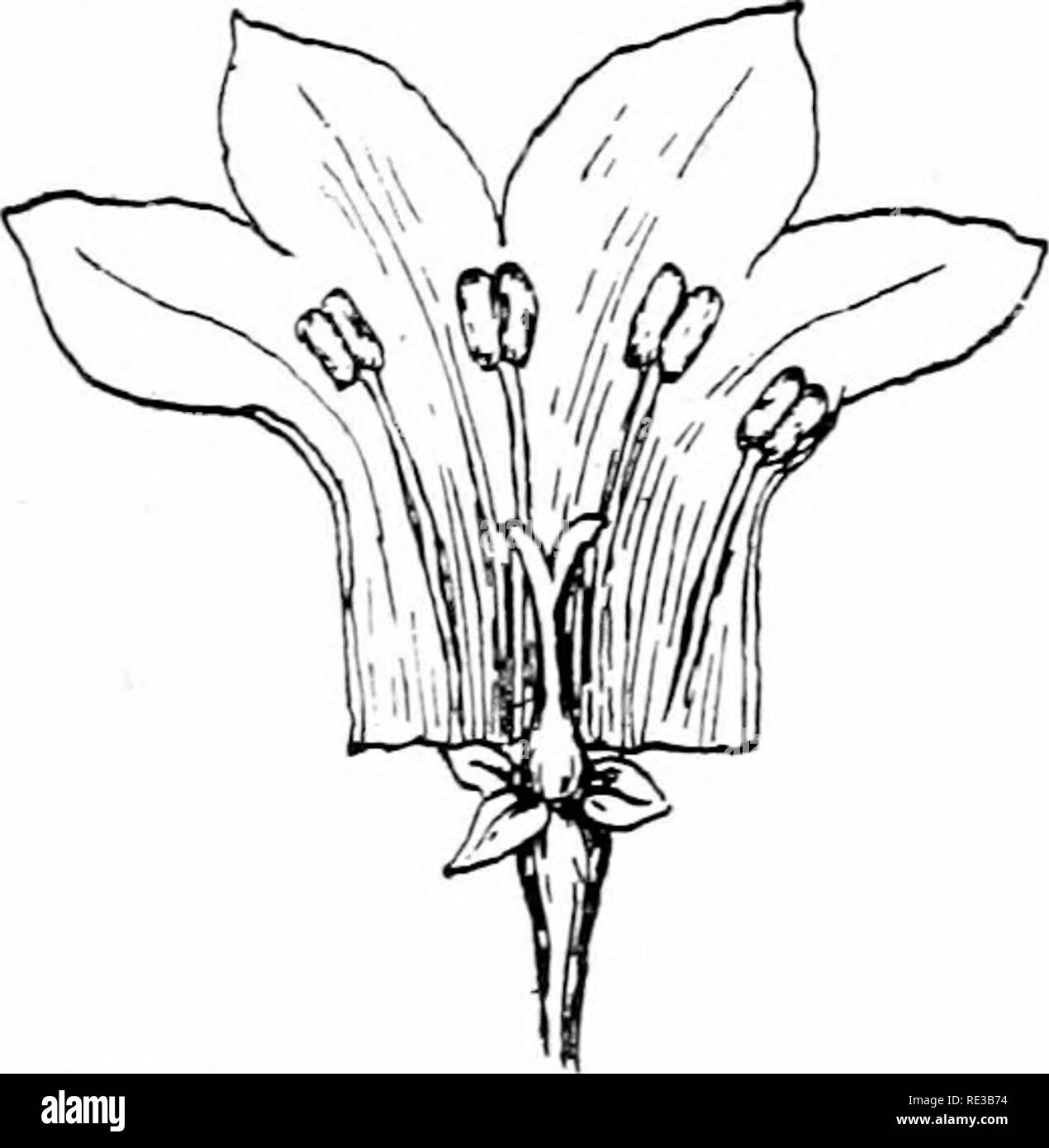 . Elementare Botanik. Botanik. Abb. 4 S 6. Dichogamous liower von bluet * Houstonia cttnilea'. tlie Kurz-st^-LED. Die langen staubfäden und lange Stil sind derart, dass eine ähnliche Cross pollination vorgenommen werden. 850. Bestäubung der tne Primrose.-In den Primeln, von denen wir Beispiele in conser%' atorie 5., Blüte im Winter, wir haben fast identische Beispiele der schönen Anpassungen für Cross polli - Nation durch Insekten im bluet gefunden. Die allgemeine Form der Krone ist. Bitte beachten Sie, dass diese Bilder aus gescannten Seite Bilder, die digital e wurden extrahiert werden Stockfoto . Elementare Botanik. Botanik. Abb. 4 S 6. Dichogamous liower von bluet * Houstonia cttnilea'. tlie Kurz-st^-LED. Die langen staubfäden und lange Stil sind derart, dass eine ähnliche Cross pollination vorgenommen werden. 850. Bestäubung der tne Primrose.-In den Primeln, von denen wir Beispiele in conser%' atorie 5., Blüte im Winter, wir haben fast identische Beispiele der schönen Anpassungen für Cross polli - Nation durch Insekten im bluet gefunden. Die allgemeine Form der Krone ist. Bitte beachten Sie, dass diese Bilder aus gescannten Seite Bilder, die digital e wurden extrahiert werden Stockfoto