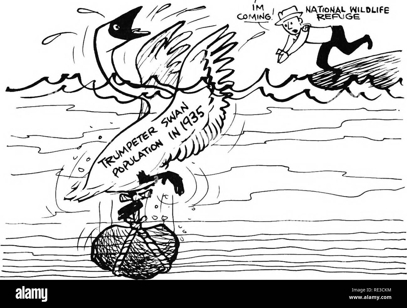 . Inverkehrbringen American wildlife management in der Perspektive. Wildlife Management. Einige Arten, wie die Ivory-billed woodpecker und Eskimo curlew, wurden so in Zahlen reduziert, gibt es wenig Hoffnung für ihr Überleben, wenn es sie noch gibt. Aber viele Tiere jetzt bedroht oder en-dangered könnte auf sichere Werte wiederhergestellt werden, wenn nicht die Fülle. Dies wurde bereits aufgezeigt. NAT/oNAL WILOLIfE. 20. Bitte beachten Sie, dass diese Bilder extrahiert werden aus der gescannten Seite Bilder, die digital haben für die Lesbarkeit verbessert - Färbung und Aussehen dieser Abbildungen können nicht Perfekt resem Stockfoto