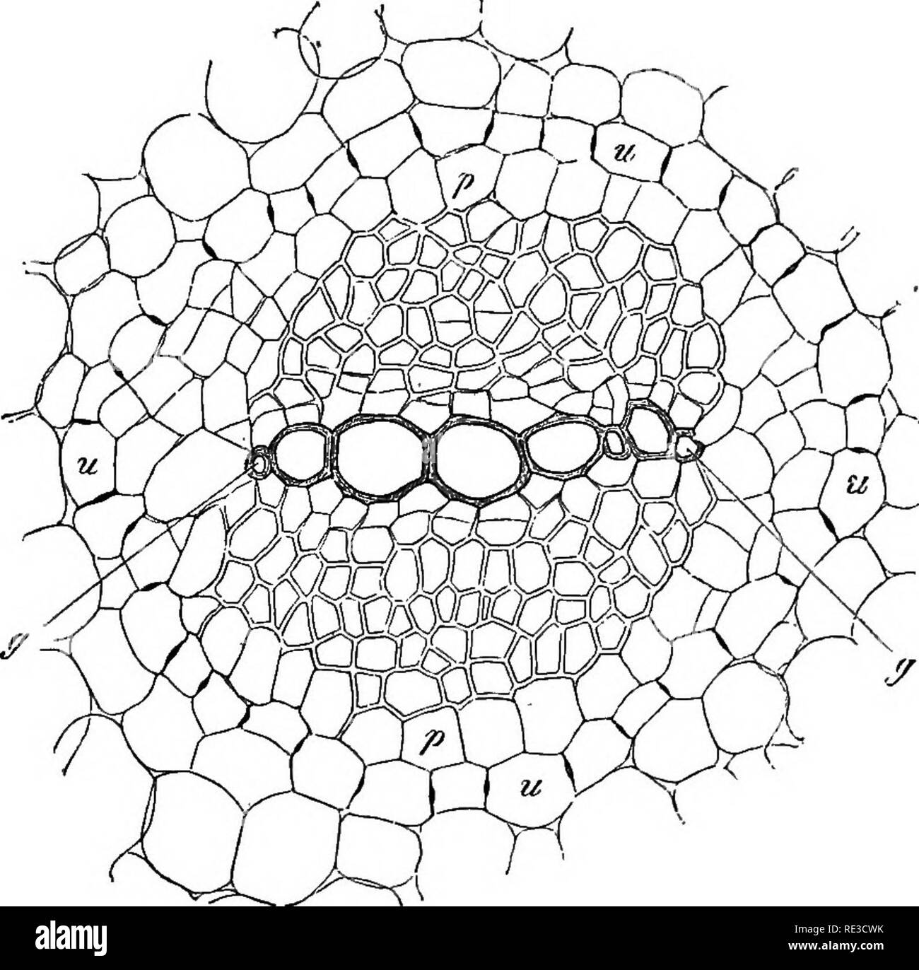 . Vergleichende Anatomie der vegetativen Organe Der phanerogamen und Farne;. Anlage Anatomie; Farne. Parenchym. ENDODERMIS. 133 Botrychium Lunaria. Im root des Ranunculus Ficaria Caspary die meisten Zellen suberised, insbesondere mindestens über die gewellte Wände; gefunden und auf der anderen Seite einzelne Zellen, ohne exakt definierbare Anordnung, ebenso suberised Rundum. Die Wände in Frage kann bezeichnet werden suberised auf diesem Boden, nämlich, dass sie vor der Reagenzien wie die völlig suberised Membranen der Kork-Zellen, oder wie Häutchen verhalten. (Vgl. S. 75 und rii.) Sie alleine bleiben Stockfoto