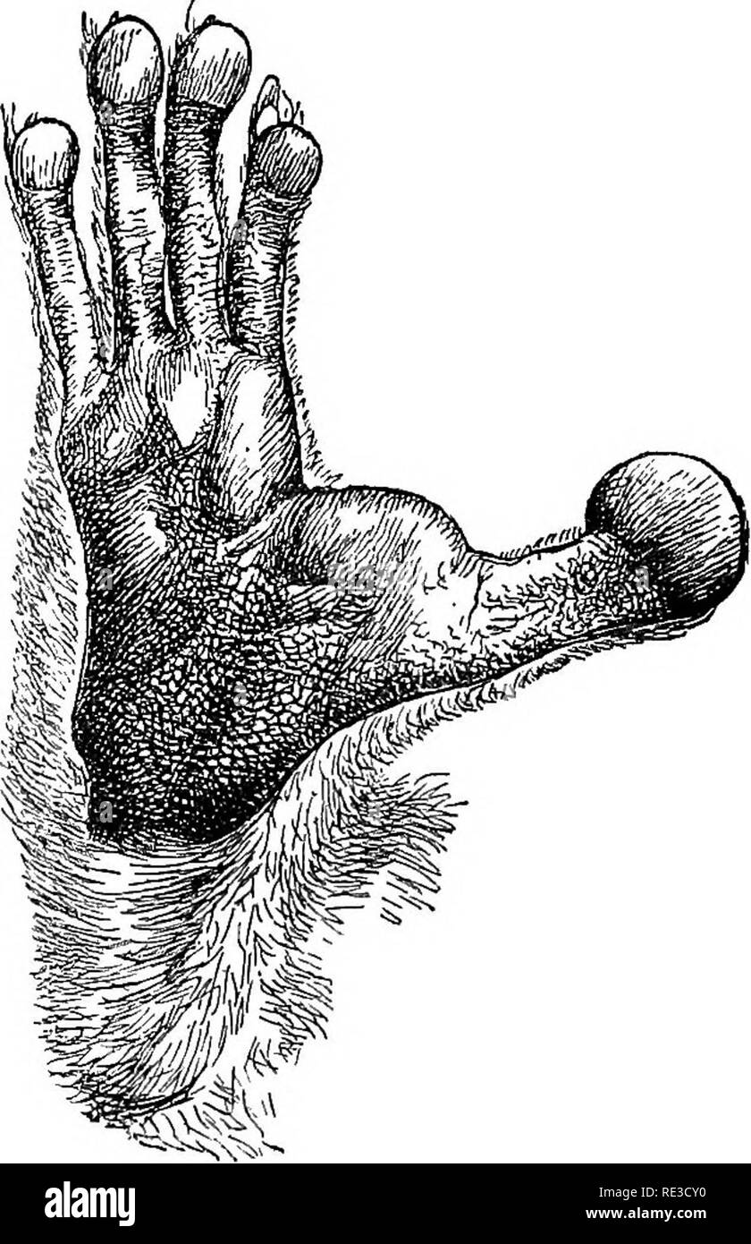 . Lehrbuch der Zoologie. Zoologie. Klasse 6. Mammalia. Um 12. Bodentia. 531 (c) Subungulata. Krallen kurz, Hufe, Beine in den meisten Fällen lange, meist digitigrade; die Zahl der Zehen der Hinterfüße variiert; Vorfuß, mit vier gut entwickelte Ziffern und mit oder ohne eine rudimentäre pollex; Schwanz klein oder nicht vorhanden: alle in Süd- oder Mittelamerika. Die pakas (Caelogenys paca) mit iive Zehen: Die agutis (Basyprocta): Die Guinea-pig (Cavia cobaya): Das Wasserschwein {Hyd/rochceriis capyha/ra); alle mit drei Zehen; die zuletzt Genannten ist der größte aller lebenden Nagetiere; in Südamerikanischen Flüsse. Auftrag 1 Stockfoto