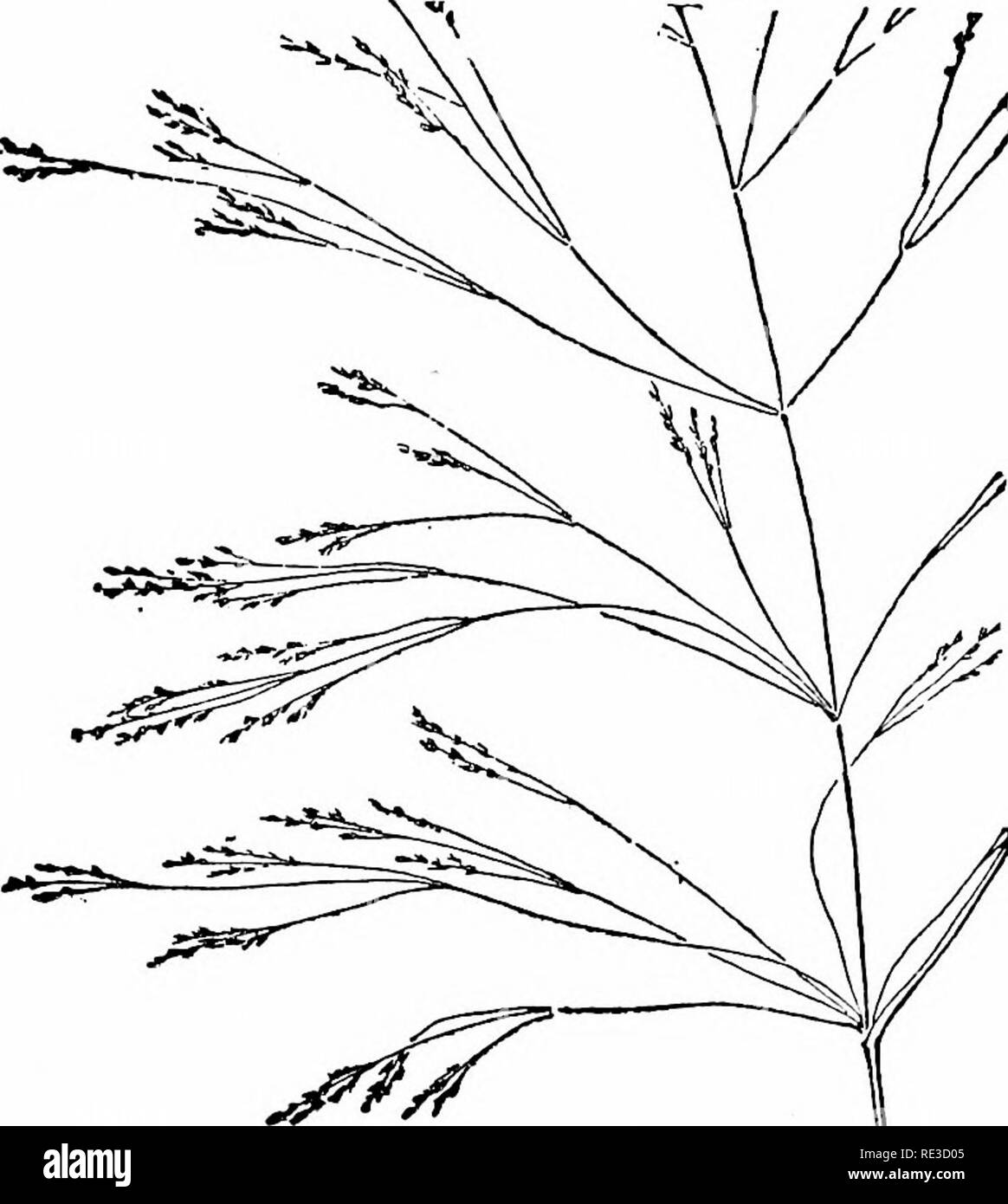 . Das Buch von Gräsern; ein Leitfaden für die gemeinsame Gräser dargestellt, und die häufigsten Der binsen und Seggen. Gräser; Juncaceae; Cyperaceae. Bebilderte Beschreibungen der Gräser unter unseren gemeinsamen Strecke Gräser gibt es nur wenige Mehr beau - rauhes Haar - Gras, mit seinen leuchtenden Stämme und. tiful als die wunderbar deli Cate Rispen, die in der Sonne glitzern - wie Lila Spinnweben. Wenn die Fescues sind Vergangenheit, und die Rot-top ist in seiner Herrlichkeit des Mittsommers Farbe - ing, die schlanken Stämme der dieses Gras Statik durch die Art und Weise und kann eine Bewertung von Zeiten unbemerkt, für übergeben werden, obwohl die floweri Stockfoto