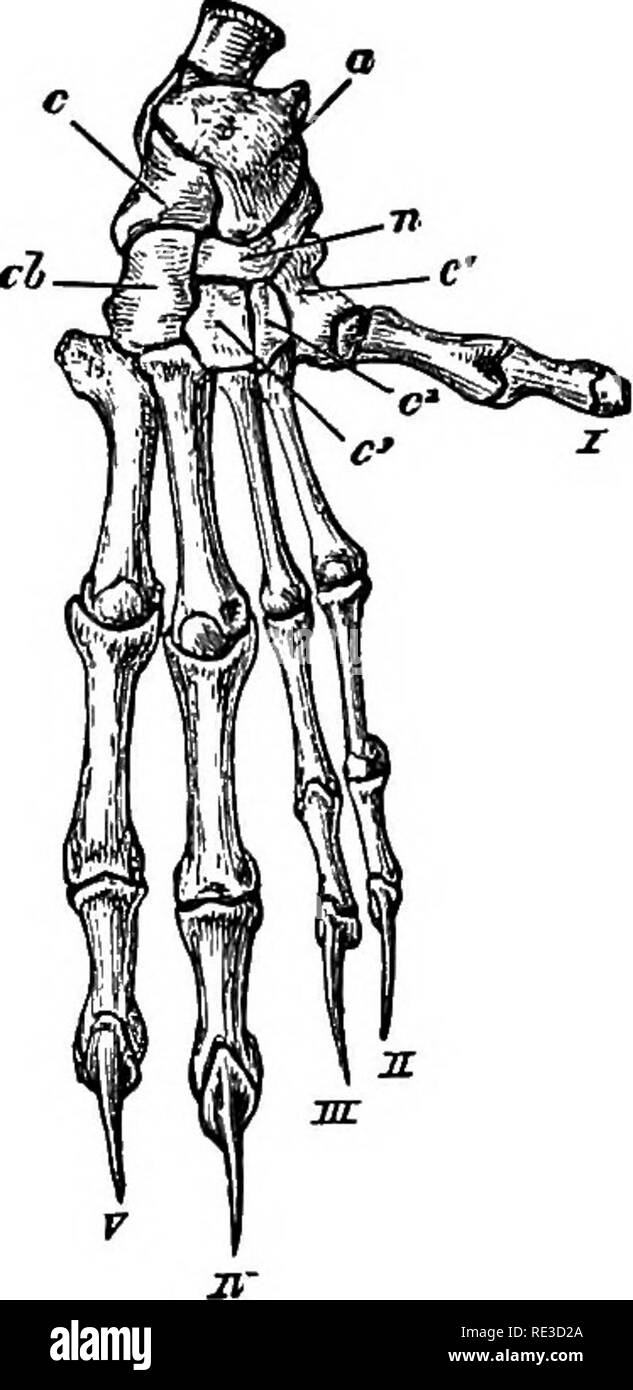 . Lehrbuch der Zoologie. Zoologie. 498 Vertehrata. Membran; Der hallux ist wollen oder rudimentäre, ich^^. "Während in anderen Beuteltieren im Vordergrund des Körpers hat fünf gut entwickelte Ziffern, in einem der beiden Gattungen der Bandicoots (Peraineles) der ersten und der fünften Finger sehr entartet sind und Klauen mittellosen, in der anderen (Chceropus) Sie sind völlig abwesend, und der Vierte hat auch rudimentäre geworden. In der wahren Bandicoot (Perameles), ein Rudiment des hallux vorhanden ist, die vierte ist die beste entwickelt Zeh; in der Schweine-footed Bandicoot {Cliceropus) (Abb. 403 c), dem Rudiment des Hallux fehlt Stockfoto