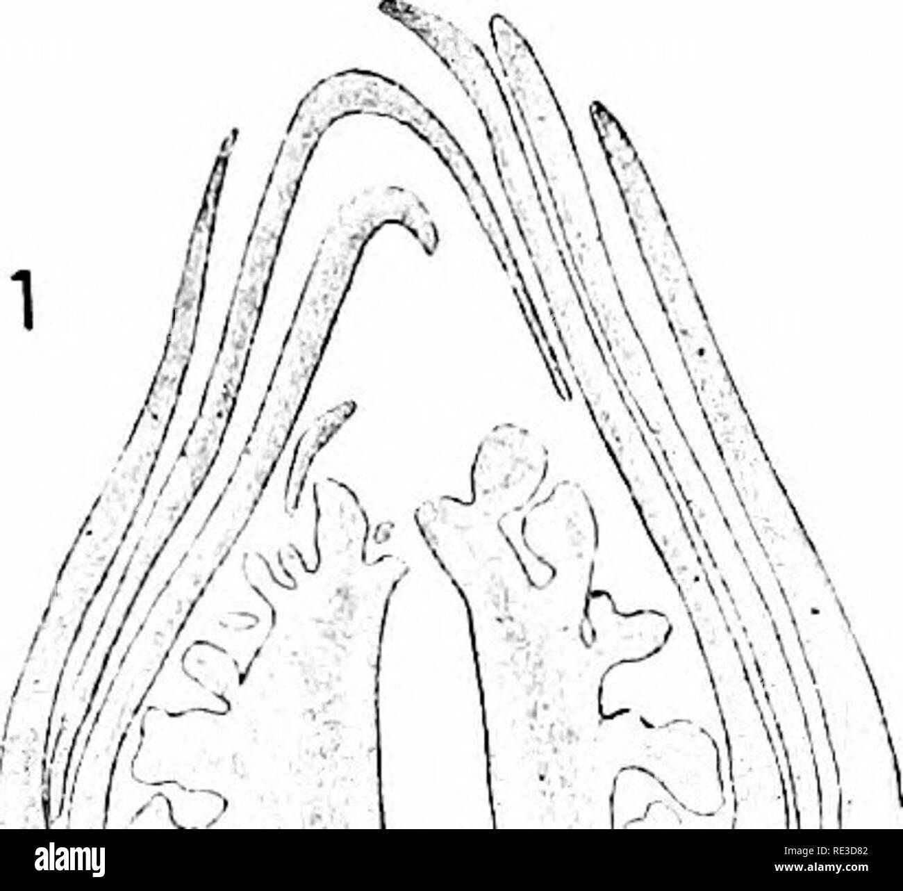 . Die Baumwolle in Ägypten, Studien in der Physiologie und Genetik. Baumwolle, Baumwolle. : H. Ich Befruchtung und Embryologie 7 St. adr calr v... WM-"^'! 1 V, ep-e^f'^,.sy. cat4&gt;^" Kinderbett.. Bitte beachten Sie, dass diese Bilder sind von der gescannten Seite Bilder, die digital für die Lesbarkeit verbessert haben mögen - Färbung und Aussehen dieser Abbildungen können nicht perfekt dem Original ähneln. extrahiert. Kugeln, William Lawrence, 1882 -. London, Macmillan und Co., Ltd. Stockfoto