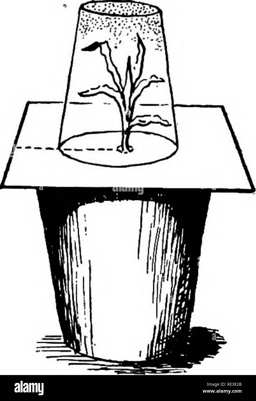 . Die Schule und zu Hause im Garten; ein Lehrbuch für junge Leute, mit Plänen, Anregungen und Hilfen für Lehrer, Führer und Organisatoren. Gartenarbeit; Schule Gärten. 60 DIE SCHULE UND zu Hause im Garten arbeiten, wenn die Flasche wird mehrmals während der Keimung untersucht, die Wurzeln werden gefunden, die sehr viel schneller als die Spitzen der Maispflanzen zu wachsen. Dies erklärt, warum Mais nicht so einfach wie einige Unkräuter mit einem Grubber oder andere Garten Arbeitsgeräte zerstört wird. 3. Wurzelhaare Form Früh. - Zwischen die Falten der nassen Tuch oder Küchenpapier, keimen Samen von Erbsen, Hafer, Bohnen und Kürbis. Sie kann in einer gl platziert werden Stockfoto