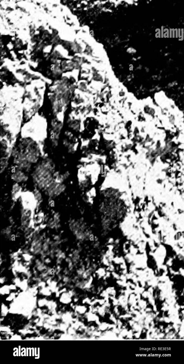 . Die Romantik unserer Bäume. Bäume. Eine GEGENWART ÜBERREST DES MOUNT LIBANON S alte Wälder * s"^-',-c-^^^L^l^^^-^' ZMt. J E3^^ [| ^ j^4 B^i^fe'^- e^ lS IWr^"----- ^'; Ich &Lt;^^! H v^^^^^^^^^^^^^^ M iSBa""""""^^^^^^^^^^ SM Und Salomo gedachte zu bauen ein Haus dem Namen hOR DES HERRN und ein Haus seines Königreichs. Und Salomo sandte zu Huram, dem König zu Tyrus, und ließ ihm sagen:. . Das Ende mir Zedern aus dem Libanon." IRUIT oder Kegel. Bitte beachten Sie, dass diese Bilder aus gescannten Seite Bilder, die digital für die Lesbarkeit erhöht worden sein können extrahiert werden - Färbung Stockfoto