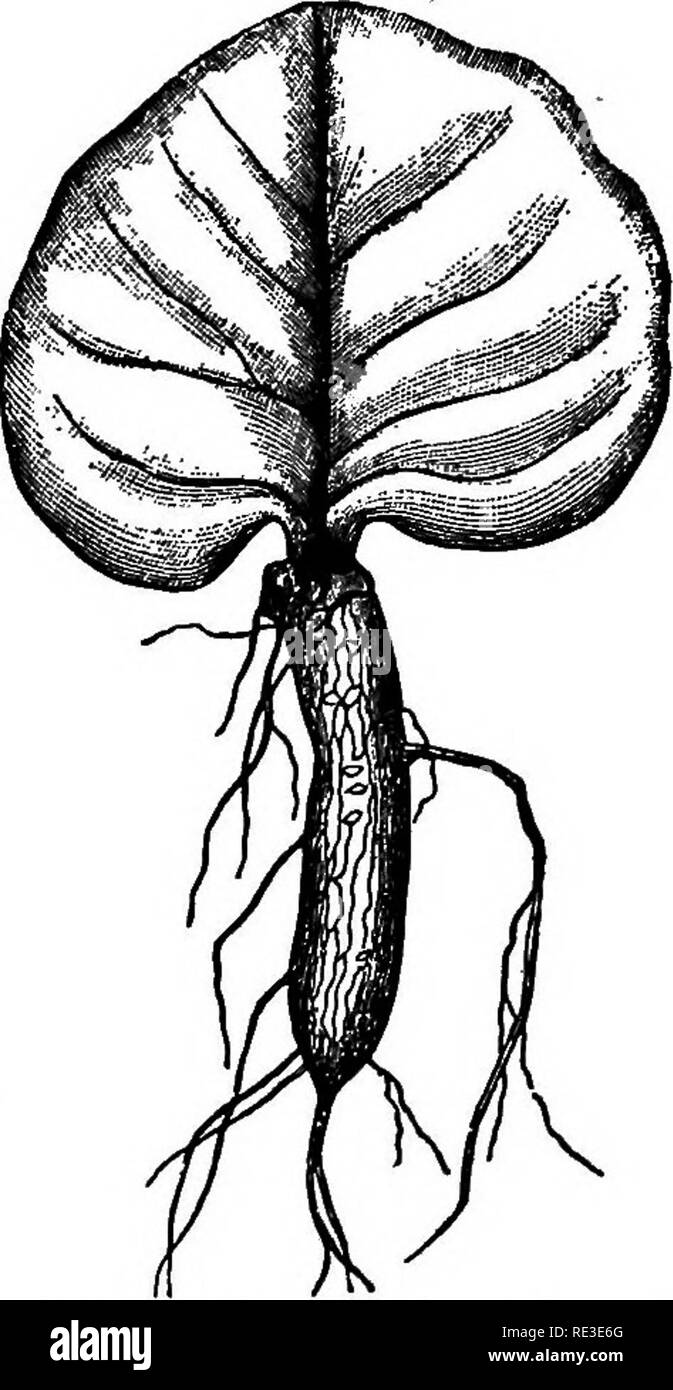 . Praktische Lehrbuch der Pflanzenphysiologie. Pflanzenphysiologie. Natur UND BEZIEHUNGEN DER REPRODUKTION 325 Spezies von Aira, und Festuca und Saxifraga und Polygonum vivi - parutn. Vielleicht die meisten verfügbaren Pflanzen für die Beobachtung dieser Tatsache ist in den verschiedenen Arten von Allium, Cor-dyline viviparum gefunden werden, und Primula Forbesii in die Knospen oder grünen Triebe erscheinen unter den Zweigen des Blütenstandes und sind leicht abnehmbar und die Arten ausbreiten. 1 Ein Hybrid zwischen Begonia incar-Nata und B. manicata, das scheint fast identisch mit einer Art aus Südamerika als bekannt zu werden. Stockfoto . Praktische Lehrbuch der Pflanzenphysiologie. Pflanzenphysiologie. Natur UND BEZIEHUNGEN DER REPRODUKTION 325 Spezies von Aira, und Festuca und Saxifraga und Polygonum vivi - parutn. Vielleicht die meisten verfügbaren Pflanzen für die Beobachtung dieser Tatsache ist in den verschiedenen Arten von Allium, Cor-dyline viviparum gefunden werden, und Primula Forbesii in die Knospen oder grünen Triebe erscheinen unter den Zweigen des Blütenstandes und sind leicht abnehmbar und die Arten ausbreiten. 1 Ein Hybrid zwischen Begonia incar-Nata und B. manicata, das scheint fast identisch mit einer Art aus Südamerika als bekannt zu werden. Stockfoto