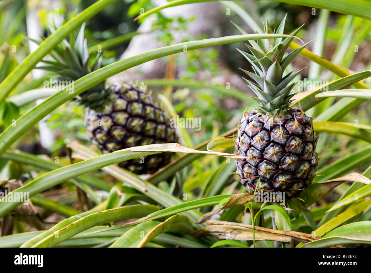 Ananas Pflanze Stockfotos &amp; Ananas Pflanze Bilder - Alamy