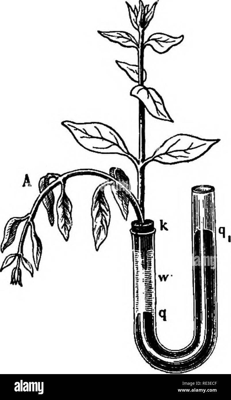 . Praktische Lehrbuch der Pflanzenphysiologie. Pflanzenphysiologie. 107 108 Abb. 107. Demonstration der Hubkraft von Transpiration durch ein Schießen auf ein Rohr mit Wasser gefüllt und in einer Schale von Quecksilber stehen. Abb. 108. Schießen mit kurzen Arm von U-Rohr, in das Wasser und Quecksilber ausgegossen werden Einfluss des Drucks auf die Absorption und anschließende Wiederherstellung von Welken zu veranschaulichen. Nach Sachs. 282. Pfad der Sap durch Stängel. Die Funktion der Leitung der Lösungen, die durch die Wurzeln aufgenommen, die in kleine jährliche Pflanzen, ist Auto -. Bitte beachten Sie, dass diese Bilder aus gescannten Seite Bilder extrahiert werden Stockfoto