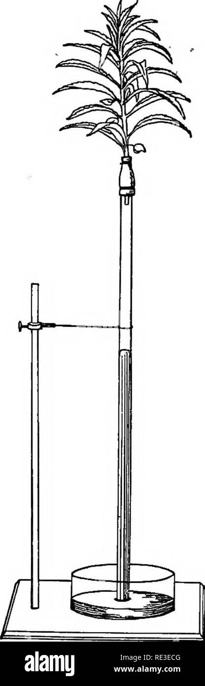 . Praktische Lehrbuch der Pflanzenphysiologie. Pflanzenphysiologie. Pfad der SAP DURCH STIELE 211 typische Blätter. Aktive nadelholz Sprossen sind gefunden worden, eine Kraft, die ausreicht, um eine Spalte von Quecksilber 76 cm anzuheben, um zu üben. (Abb. 107). 281. Die Erholung der verwelkte Blätter von Beihilfen des erhöhten Drucks ia stammt. Schneiden Sie ein junger Trieb von Helianthus und lassen Sie es in der Luft unterstützt zu werden, bis die Blätter deutlich verwelkt sind. Befestigen Sie es jetzt mit einem Arm von einem U-Rohr und das Rohr mit Wasser füllen. Wenn die Wiederherstellung nicht mehrere cc gießen. von Quecksilber in das freie Ende des Schlauchs. Dadurch wird das Wasser nach oben In Stockfoto
