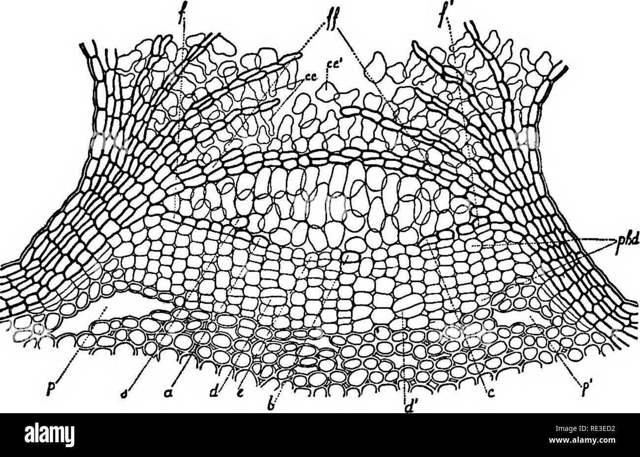 . Praktische Lehrbuch der Pflanzenphysiologie. Pflanzenphysiologie. Ich 94 BEWEGUNGEN UND DEN AUSTAUSCH VON FLÜSSIGKEITEN aus dem unteren Ende der Zweig. Wenn das untere Ende der Zweig auch versiegelt ist und die Saugleistung angewendet, bevor Wasser Zeit hatte, die lentizellen eingetaucht zu durchdringen, die Luft kann durch die lentizellen am unteren Ende der Zweig gezwungen werden. Die Flasche sollte komplett voll Wasser in diesem Test. Wenn ein Kurzschluss sek - tion einer Zweigniederlassung ist an beiden Enden verschlossen, dann in eine Schüssel mit Wasser gelegt und langsam erwärmt, der beheizte und erweitern können. Abb. 95. Lentizelle aus dem Zweig der Coriaria myrtifolia, einer Ja Stockfoto