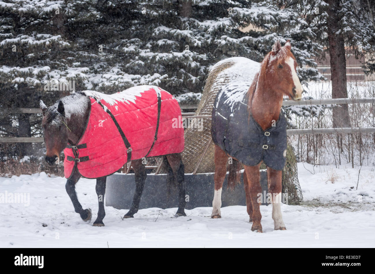 Schöne Pferde tragen Pferd decken Sie warm wie Schnee auf kalten Wintertag im südlichen Alberta, Kanada fällt zu halten. Stockfoto