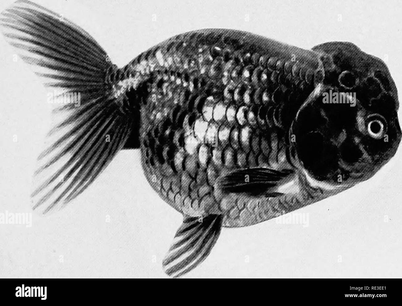 Fische Fischen Aquariumaquarien Schwarzweiss Stockfotos Und Bilder Alamy