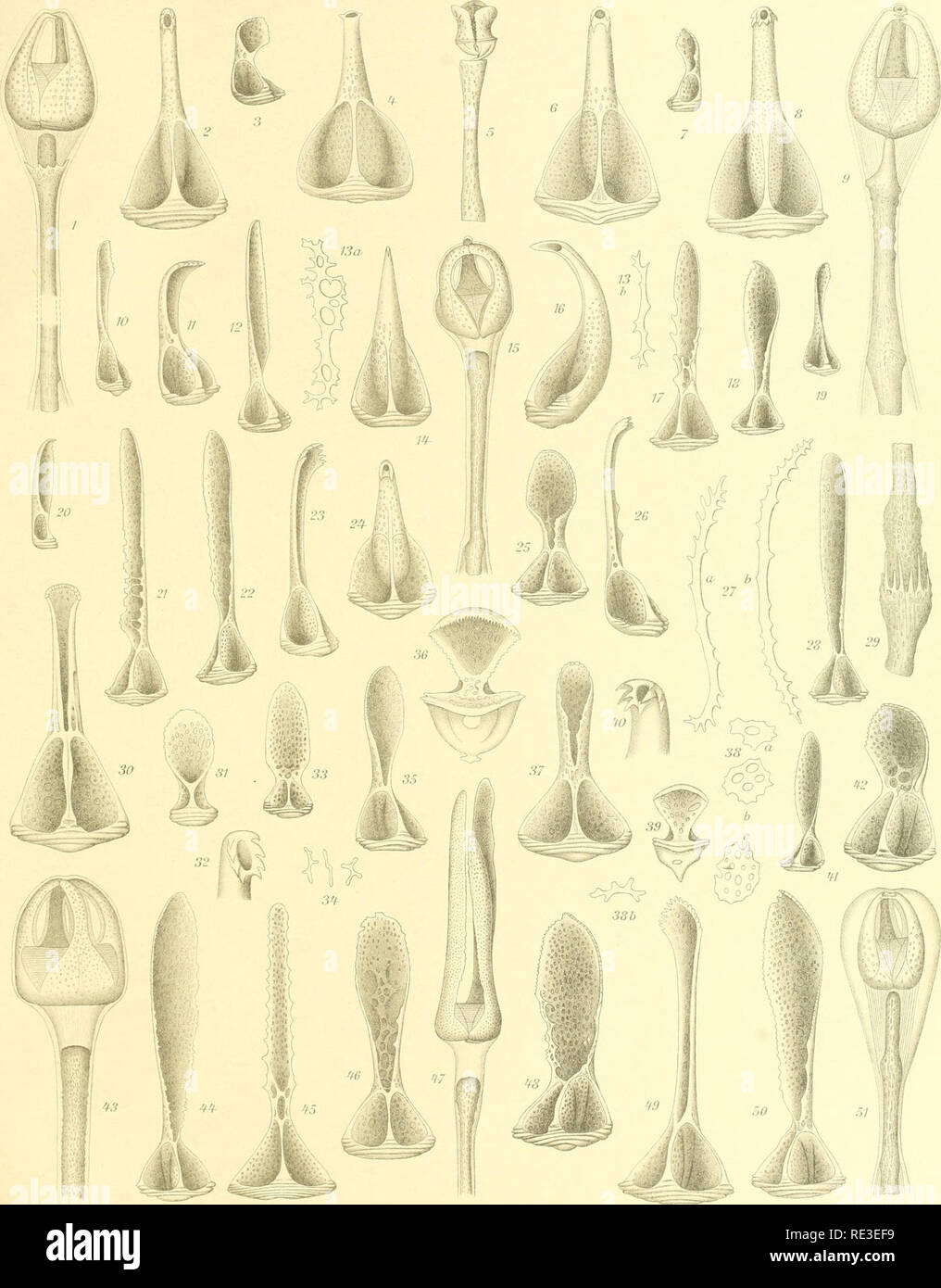 . Echinoidea. Seeigel. [Nfjoll'l: "xpedUioiiptL IV. Z. Th. Mortensen. HchinDidca II. 'Ich' ah. Xiv. - ' ^ ' j^Kn del Bri.-III-^ler (. SclrixasfcrJ rt-aqiH. t'0, Ib. hor Ich. raprn. ii.' Ich (Sliulrr). . Schi/. o. - iter (raiii lirriit. s'/. amif. l, orhli/n^aiiii. t A. Arj.. KcliKdtrlsi Coltrau. n. . V/^.< Prria." ilcr liniirola A. Aq.. Bitte beachten Sie, dass diese Bilder sind von der gescannten Seite Bilder, die digital für die Lesbarkeit verbessert haben mögen - Färbung und Aussehen dieser Abbildungen können nicht perfekt dem Original ähneln. extrahiert. Mortensen, Th. (Theodor), 1868-1952. Kopenhagen, Bedruckt b Stockfoto
