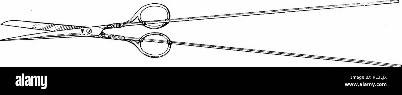 . Goldfisch Sorten und tropische Aquarium Fische; eine komplette Anleitung zum Aquarien und verwandten Themen. Aquarien; Goldfische. AQUARIUM APPLIANCES 229 Abb. 213. Aquarium Pinzette andere feste Oberfläche. Die Backen der Zange automatisch geöffnet bleiben. Der Druck auf die obere Schleife schließt sie. Sie werden gefunden, die recht praktisch, bei der Anpassung der Pflanzen und Anheben, Schnecken, Steine oder andere kleine Objekte. Bepflanzung Sticks. Die Wurzeln der Pflanzen im Sand zu sichern scheint eine sehr einfache Angelegenheit, aber wenn das Aquarium gefüllt ist es am schwierigsten ist, sie ohne die Hilfe von ein oder zwei Pflanzen Stöcke zu setzen. Diese sind Stockfoto