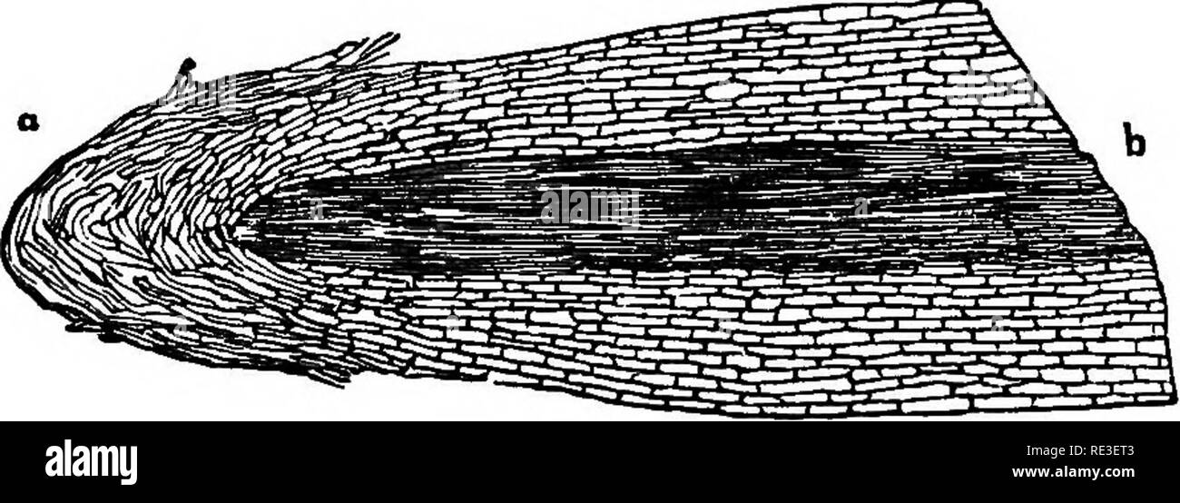 . Die Theorie der Gartenbau; oder der Versuch, die wichtigsten Operationen der Gartenarbeit zu erklären, die auf physiologischen Prinzipien. Pflanzenphysiologie; Gartenarbeit. 12 WESENTLICHE AKTIONEN. Gewebe ist sehr jung, die spongelet {Abb. 1. a) besteht. Der sehr lax Ausschreibung zellulären Gewebe, ruht auf einem stumpfen Kegel von Woody, hauptsächlich von Woody Rohre komponiert, und mit der alburnum* der Stammzellen (Abb. verbunden. 1.b); es ist daher, in der die meisten bevorzugen platziert - in der Lage, Stellung für die gen Kommunikation - RAL-System der Zirkulation der Flüssigkeiten bis durch seine Stark saugfähiges Gewebe entnommen. 23. Es ist Der opin Stockfoto