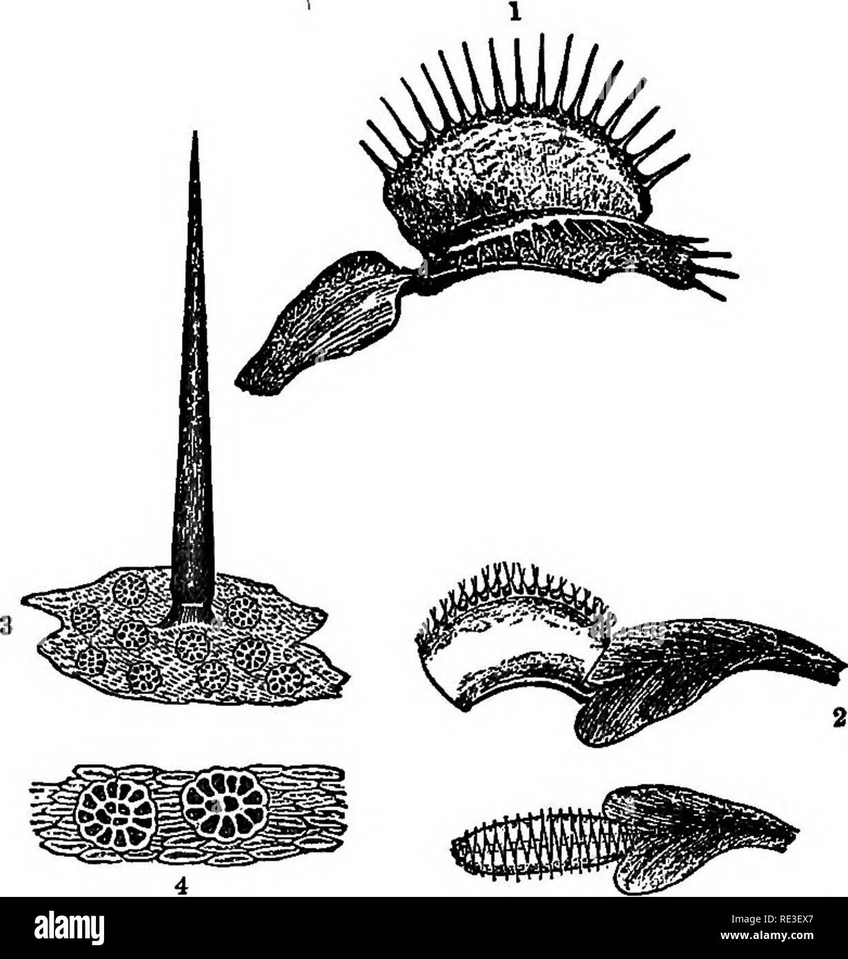 . Praktische Lehrbuch der Pflanzenphysiologie. Pflanzenphysiologie. 18 BEZIEHUNGEN VON PFLANZEN ZU mechanische Kräfte 25. Die Summierung von Impulsen. Sicher ein Paar gute Exemplare von dionaea in Töpfen bei einer Temperatur von 25 bis 300 C Beachten Sie den Mechanismus der seltsam geformte Blätter wachsen. Objekte etwa auf dem oberen Flächen der Lappen führen, daß sie zusammen zu falten, die innere (oben) Seiten zusammen. Nun vorsichtig eine der starken Haar - wie Einrichtungen, die von jeder Lappen einer Anlage bisher ungestört berühren. Wenn ein Unternehmen sanften Schlag mit einem dünnen Splittern von Holz in der Weise, dass die gegeben werden Stockfoto