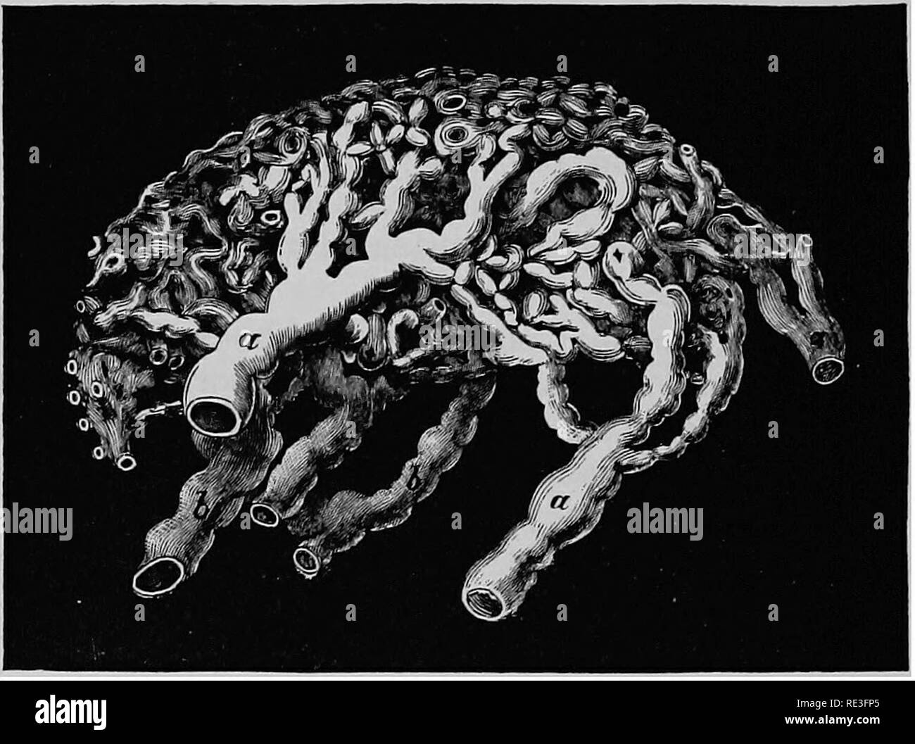 . Ein Lehrbuch der Tierphysiologie, mit einführenden Kapiteln über die allgemeine Biologie und eine vollständige Behandlung der Fortpflanzung... Physiologie, Vergleichende. Abb. a ^.- rete mirabile von Schafen, im Profil gesehen (nach chauveau). Die größeren Rete ist im Zusammenhang mit der Stammzellen Arterien, die kleineren, die in der Augenheilkunde. Die große Arterie ist der A. carotis. Sie sind in einer Vielzahl von Situationen gefunden, wie auf die Halsschlagader und Wirbeltieren Arterien der Tiere, die von Natur aus dem Boden feed für lange Zeiträume zusammen, als die Wiederkäuer; Im. Fict. 246.-Abschnitt einer lymphatischen rete mirabile, aus der Kniebeuge Raum Stockfoto