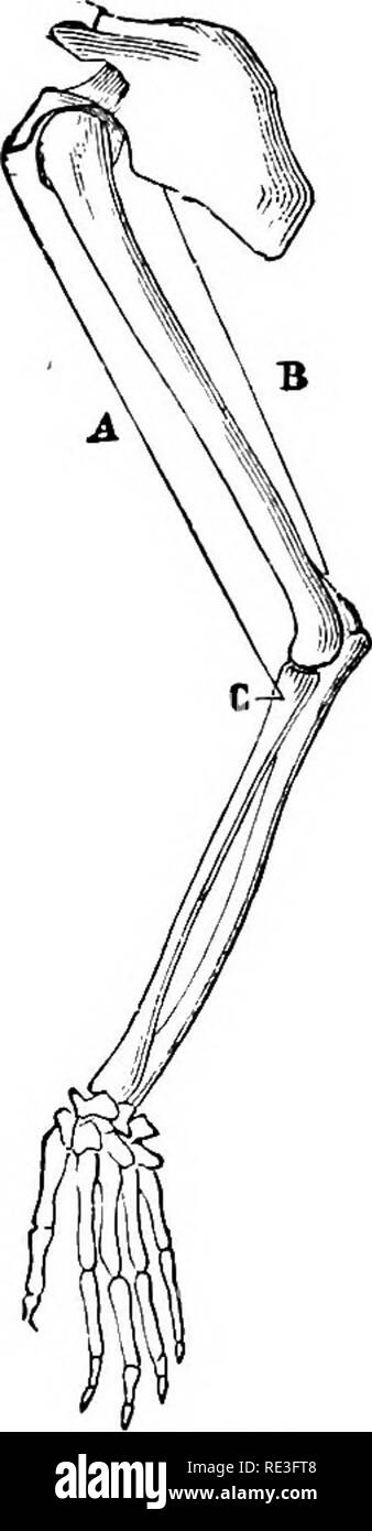 . Die Physiologie der Tiere... Physiologie, Vergleichende ; tierärztliche Physiologie. Physiologie der Bewegung. 727 Gewicht - arm. In der hinteren Extremitäten des Pferdes (Abb. 296) Die oberflächliche gluteus Muskel und der symphysis - schienbeinkopf Muskeln sind Hebel der dritten Klasse. Hebel der zweiten Klasse sind seltener mit Met. In das Pferd. Bitte beachten Sie, dass diese Bilder sind von der gescannten Seite Bilder, die digital für die Lesbarkeit verbessert haben mögen - Färbung und Aussehen dieser Abbildungen können nicht perfekt dem Original ähneln. extrahiert. Smith, Robert Meade, 1854 -. Chicago, A. Stockfoto