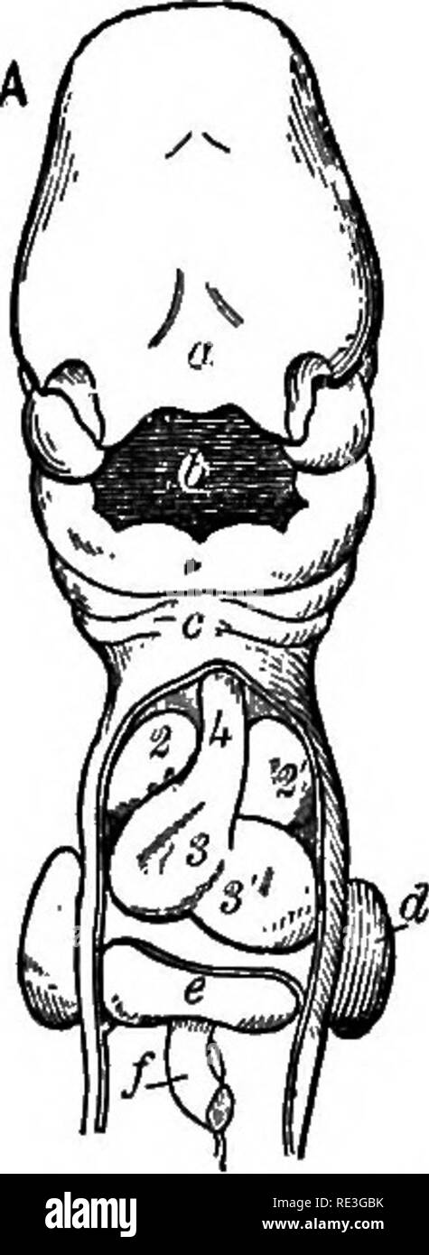 . Ein Lehrbuch der Tierphysiologie, mit einführenden Kapiteln über die allgemeine Biologie und eine vollständige Behandlung der Fortpflanzung... Physiologie, Vergleichende. Entwicklung OP des Gefäßsystems, 105 Mit der Entwicklung der Plazenta Die allantois Giroguthaben macht den vitellinesubordinate, die vitelline und die größeren mesenterica Vene bildet das Portal. Die pfortader zu einem späteren Zeitraum verbindet eine der vencR advehentes Der allantois Vene. Zuerst die Vena cava inferior und der Ductus venosus Geben Sie das Herz als common trunk. Der Ductus venosus Arantii wird ein kleiner Zweig der Vena cava. Stockfoto