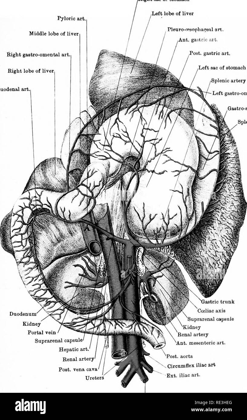. Die Anatomie des Pferdes, eine Sektion. Pferde. Platte XLIII Pyloric Art Middle lobe der Leber Recht gastro-Omentalis Art rechten Ohrläppchen Leber Duodenal Art.,, Rechts sac von Magen (Links lobe der Leber Plecro-fT "sopha^ eal Art. Ant. gastrische Art.Post, Magen Kunst Links sac von Magen Milz ditery. Links gastro omentalis Arterie Gaatro splenic omentum Milz Zwölffingerdarm" Niere Pfortader Nebennierenhormonen Kapsel hepatische Art Nierenarterie' Post, Vena cava Ureters astric trunk Coaliac Achse Nebennierenhormonen Kapsel, Niere Nierenarterie Ant. Mesenterica Art.Post, aorta Zirkumflex iliaca ext. kunst Art. iliaca int. Ich Stockfoto
