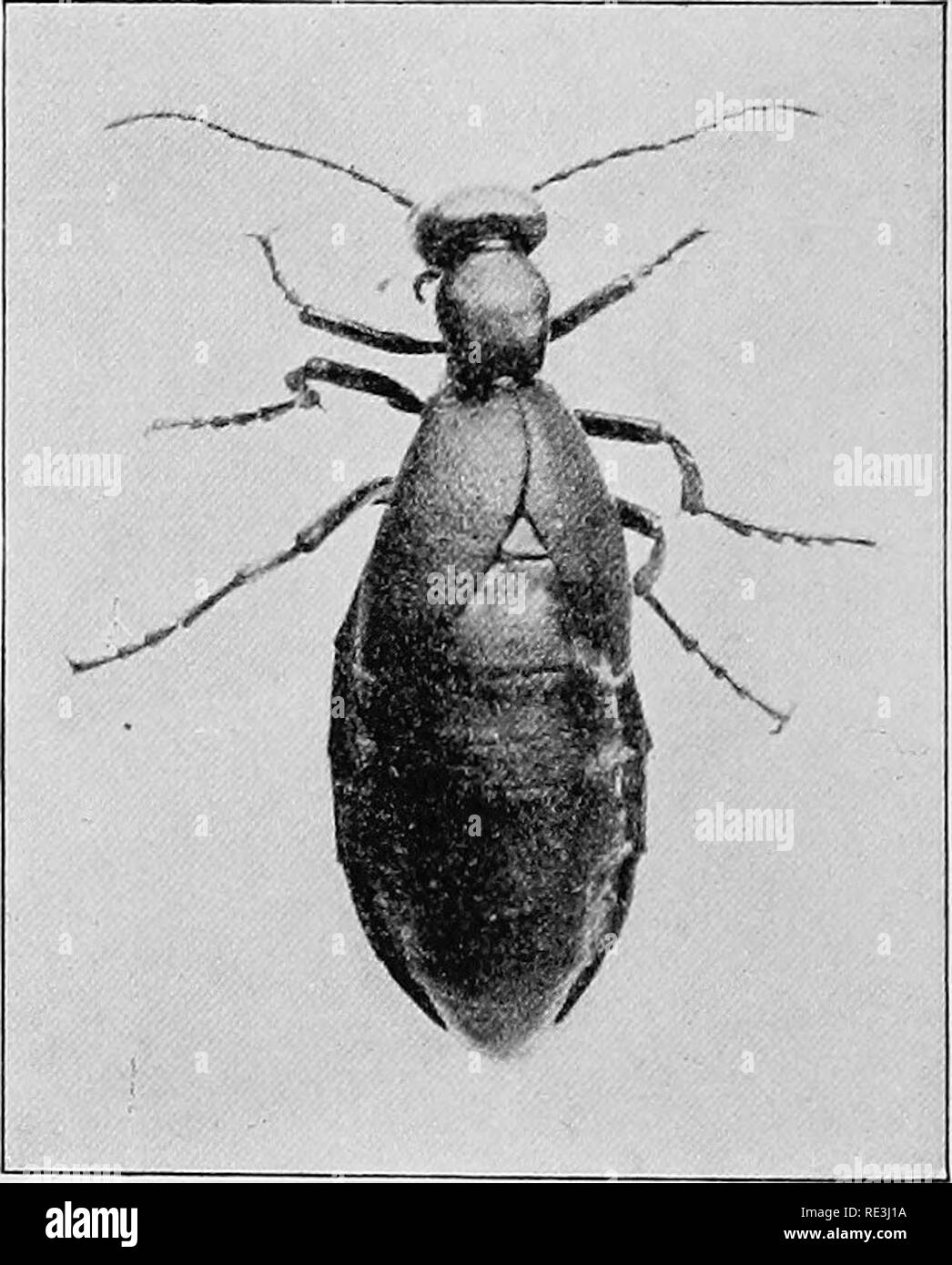 . Handbuch der medizinischen Entomologie. Schädlinge und Insekten als Überträger von Krankheiten; Medizinische Parasitologie. 54 giftigen Gliederfüßern In der Brown-tail Bezirk, Es gibt viele proprietäre Lösungen, die die Besten sind im Wesentlichen die folgenden, wie von Kirkland empfohlen (1907): karbolsäure Zinkoxid. . Kalkmilch. drachme. ! 4 oz. 8 oz. 42a. Blister Biene - tle. Schütteln Sie gründlich und gut verreiben in die betroffenen Teile. In einigen Fällen, und insbesondere dort, wo die Gefahr einer sekundären Infektion, die Verwendung von einer schwachen Lösung von creoline (ein Teelöffel auf ein Quart Wasser"), ist, beraten werden. Ves Stockfoto