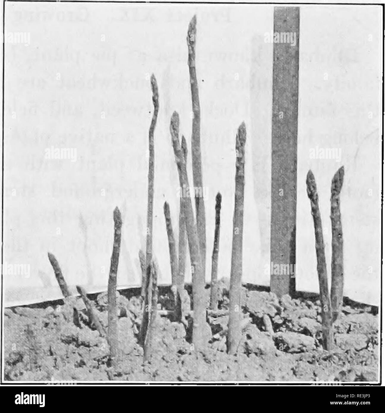 . Gemüseanbau Projekte. Gemüseanbau; Projekt Methode in der Lehre. Ausdauerndes GEMÜSE PROJEKTE 277 10. Ernte und Vermarktung. - Spargel sollten geschnitten werden, bevor die Triebe beginnen zu brechen und Tops bilden. Um jedem Schießen zu schneiden bevor dies geschieht, müssen die Felder über häufig betrachtet werden, fast jeden Tag, wenn die wachstumsbedingungen am günstigsten sind. Die Länge der Triebe wird weitgehend von den De-derungen, 7 bis 10 Zoll, wenn gebündelt, die gemeinsame Länge bestimmt werden. Sogar mit grüne Triebe, einem Com-mon-Praxis ist der Shoot 2 Zoll oder mehr unterhalb der sur zu schneiden Stockfoto