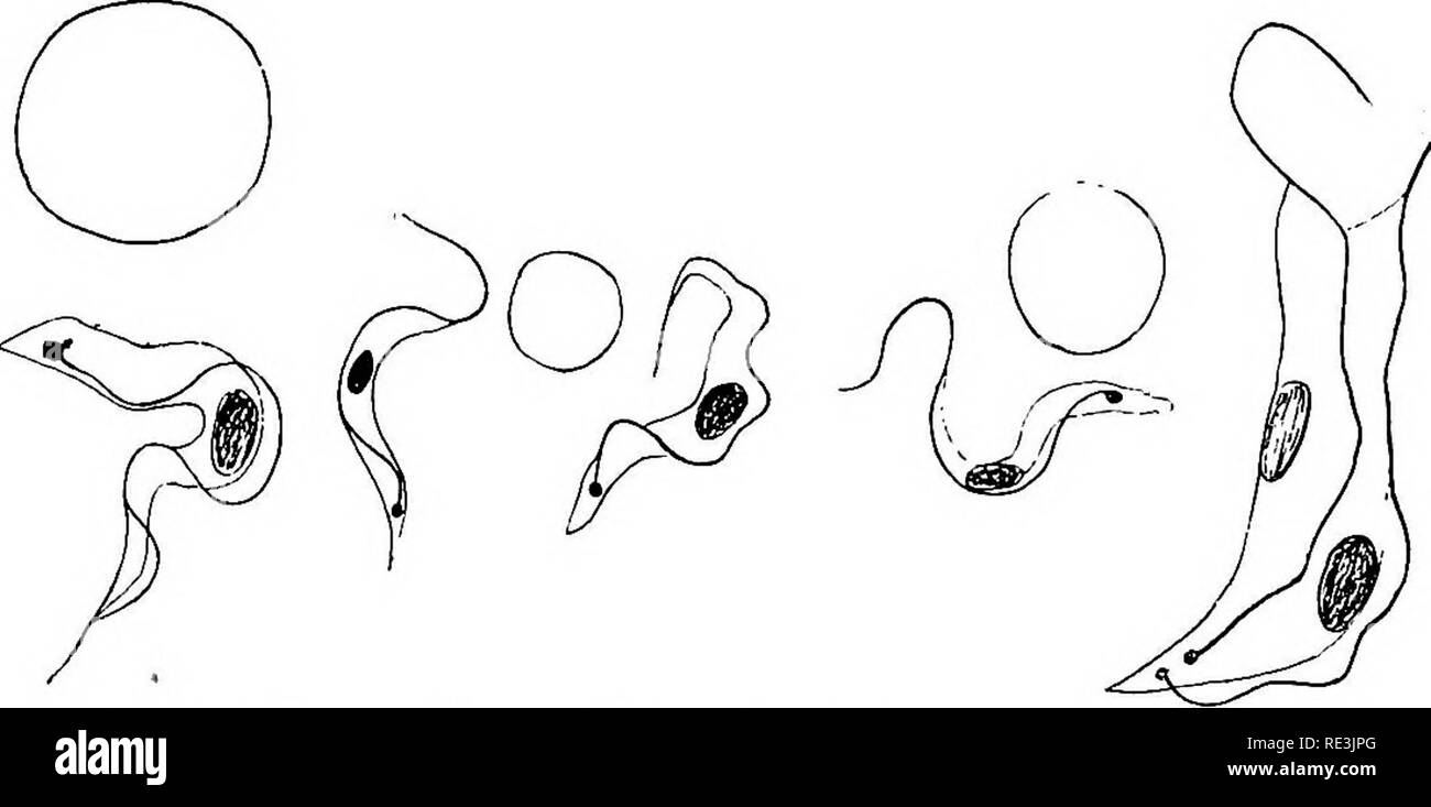 Trypanosoma Brucei Stockfotos und bilder Kaufen Alamy