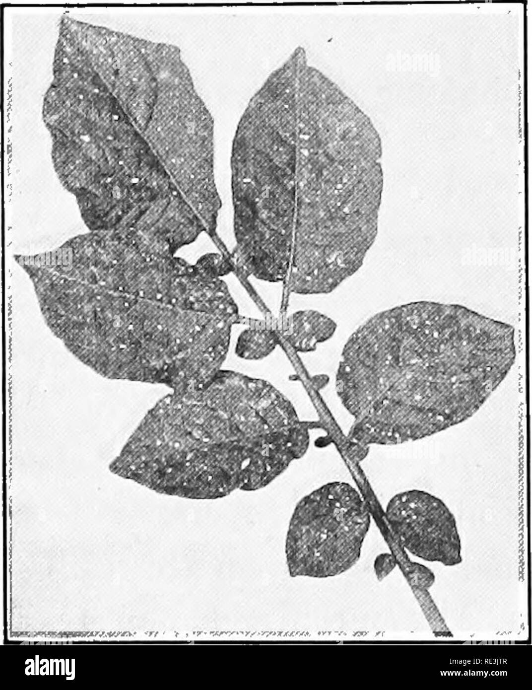 . Gemüseanbau Projekte. Gemüseanbau; Projekt Methode in der Lehre. 218 GEMÜSEANBAU Projekte während der Kartoffel aphis allgemein verbreitet ist, gibt es wenige Bereiche Ausbrüche gemeldet haben. In bestimmten Regionen Es verursacht schwere Schäden, saugen die Anlage Säfte und welken der Anlage. Blätter, wenn sie angegriffen werden nach unten Curl, die Blüten sind getötet worden, und die Knollen in den Schatten gestellt. Die Läuse sind in der Regel eine grüne Farbe, aber einige Individuen rosa sind. Eier sind auf Rosen oder andere Stauden im Herbst gelegt, aber nicht Klappe, bis zum nächsten Frühjahr. Die stammzellen - Mütter und ihre Nachkommen leben auf diese Pflanzen Stockfoto