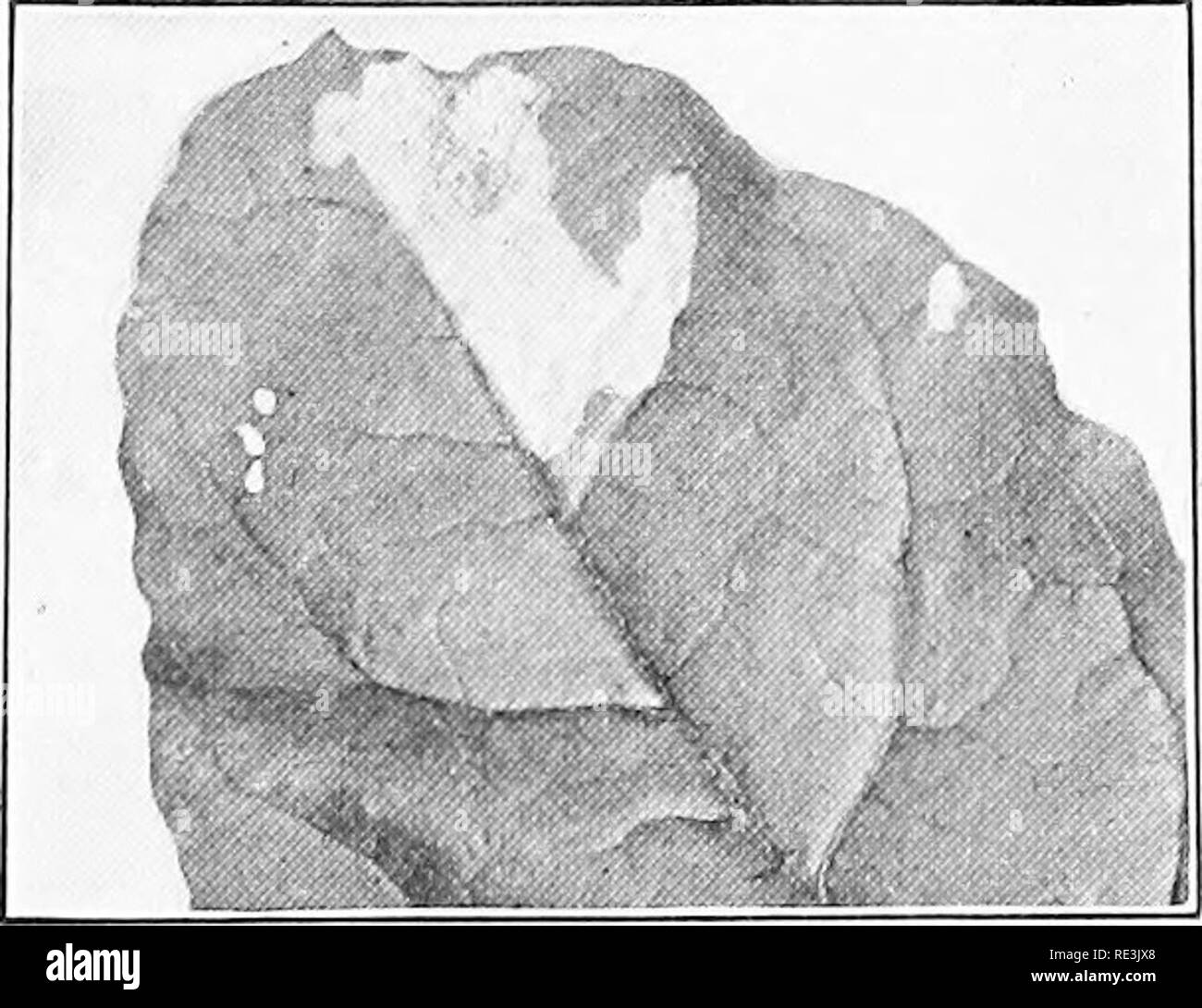 . Gemüseanbau Projekte. Gemüseanbau; Projekt Methode in der Lehre. 194 GEMÜSEANBAU PROJEKTE ist single gebrütet. Es fügt Eier in der Verdickten Stengel und größeres Blatt Adern, und diese Limousine etwa 15 Tage später, wenn die nymphen Arbeit in das Herz der Anlage. Wenig Fortschritte wurden bei der Kontrolle der Insekten, und daher der Krankheit. Als kommerzielle Praxis. Spritzen erscheint un-zu-rentabel sein und von zweifelhafter Effizienz. Der gemeinsame Name "leaf Miner", um den Spinat leaf Miner gegeben, beschreibt die Art der Larven. Die Larve frisst in Stockfoto