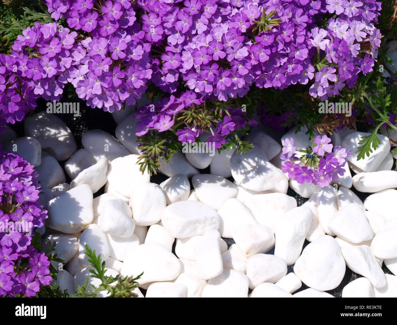 Lila Blüten mit weißen Steinen Hintergrund Stockfoto