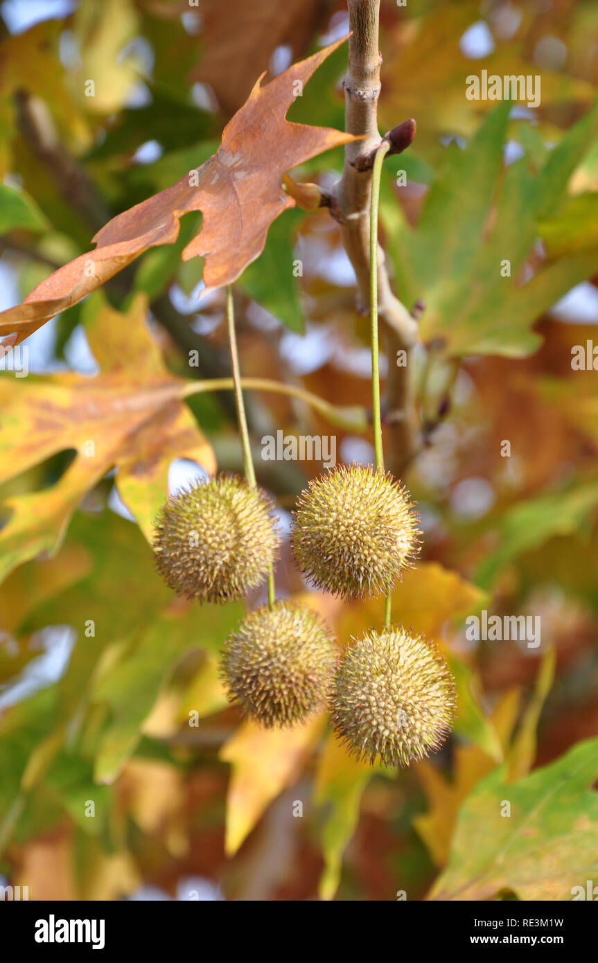 Herbst Hintergrund mit ebene Baum Blätter und Früchte Stockfoto