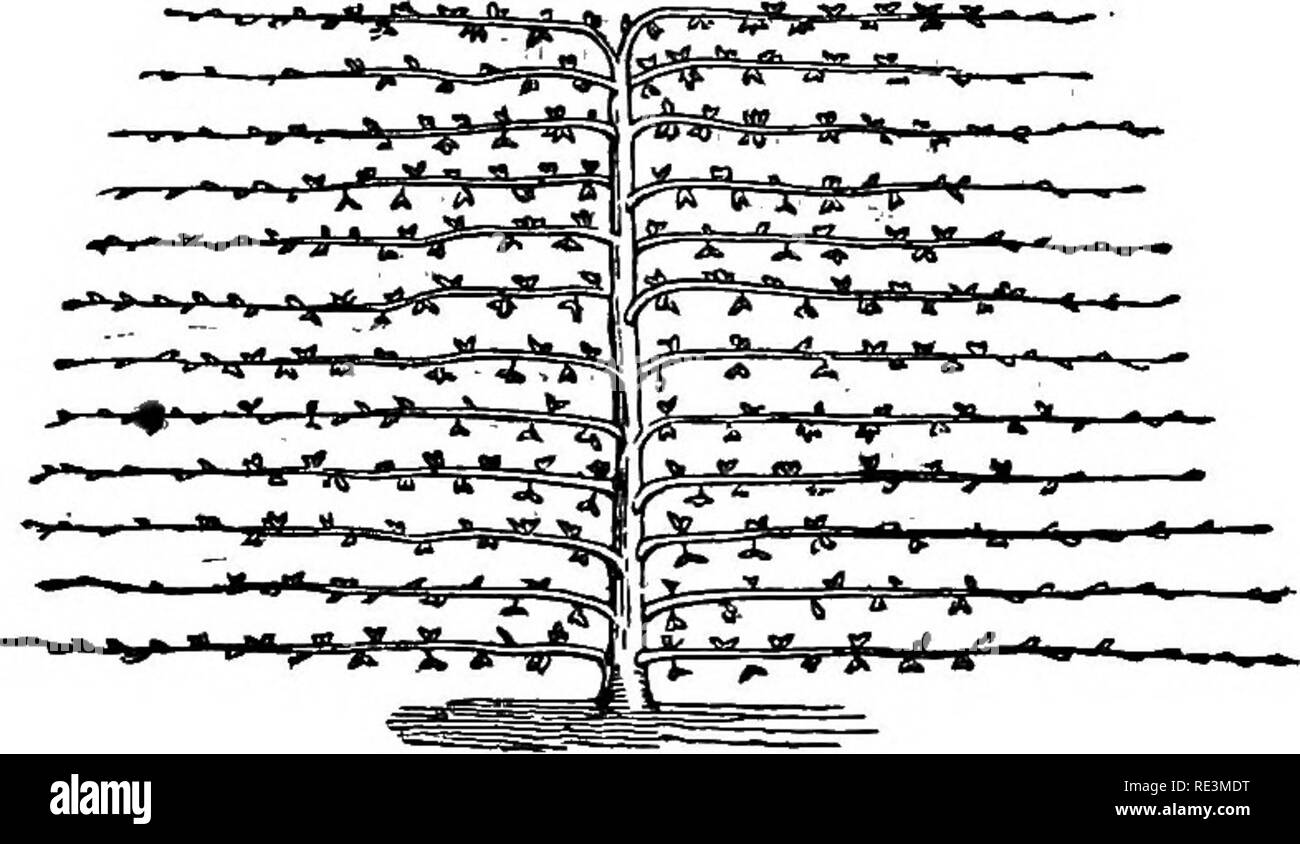 . Die praktischen Früchte, Blumen und Gemüse Gärtner Begleiter, mit dem Kalender. Im Garten arbeiten. 56 OBST GAEDEN. in der Luft, als in der Nähe der Wand genagelt; ein schwaches Schießen sollte daher frei gelassen werden, während eine stärkere Antagonist zurückhaltend sein sollte. Ein Shooting nur leicht abweichende von den senkrecht, andere Dinge gleich, ob - Tain eine reichliche Versorgung mit SAP als eine, die horizontal gelegt ist, oder nach unten ausgelenkt wird, einer üppigen schießen können verzögert für soine Zeit sein, durch sein Angebot Extremität abgeklemmt, und einen schwächeren Bruder somit erlaubt es zu überholen. Durch diese und Stockfoto