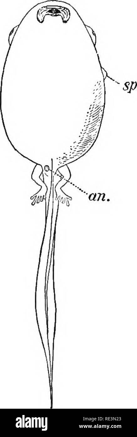 . Die schwanzlose Amphibien Europas. Frösche; Amphibien. Lowei 'Ansicht von kaulquappen von-A. Alytes ohstetricans. b. Hyla arborea. (Fi-Om'P. Z. S.", 1891.) Die Linien von Muciferous Krypten oder sensorische Kanäle. - alle kaulquappen mit dieser Organe zur Verfügung gestellt werden, die Homo-logues der Seitenlinie in Fische; sie stehen in imme - diate Bezug auf den Nerv, Niederlassungen, und sind als Organe der einen besonderen Sinn angesehen von Wassertieren, Gefühl besaß, im weitesten Sinne, die als ihre mögliche Verwendung zugelassen sind, und die Funktion zur Bestimmung der Wellen von Vibrationen im wässrigen Medium in vorgeschlagen worden. T Stockfoto