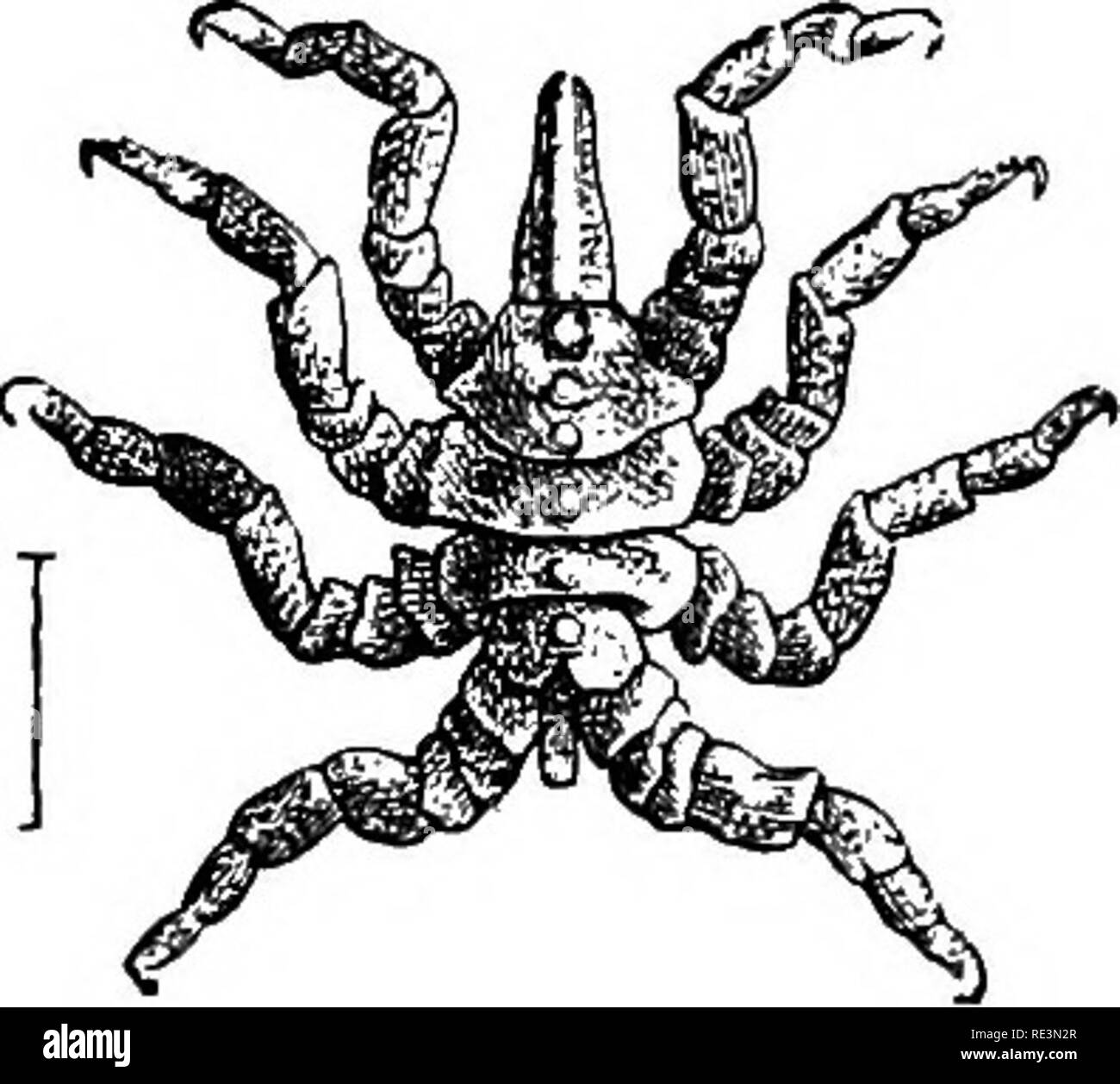 . Lehrbuch der Zoologie. Zoologie. 286 Arthropoda. Und im Menschen Mmself; wenn ein Organ, die solche Parasiten devoiu werden-ed durch einen Hund, sie wandern in die Nasenhöhle und ihrer Entwicklung abgeschlossen. Die Fycnogonidse, oder Krabbe - Spinnen, haben eine sehr rudimentäre Abdomen; Der vorderleib ist schmal und in vier Segmente unterteilt. Die Nahesten ist eine langgestreckte Schnauze - Kke Prozess zu bilden, die sich an der Spitze der Mund und cephalothoi-ax trägt vier Ocelli, ein paar chelicerse, die in der Regel eingezogen sind, und ein Paar von anteirniform Pédipalpes, obwohl diese beiden Paare der Gliedmaßen kann nicht vorhanden sein; und auch f Stockfoto