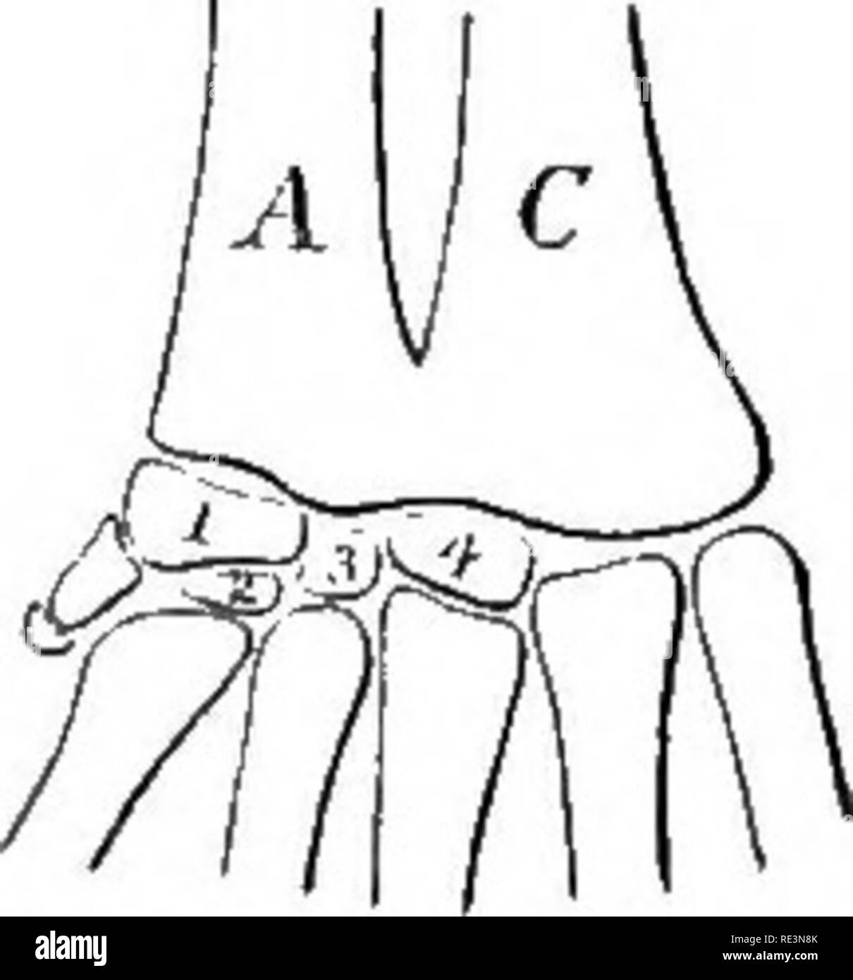 . Die schwanzlose Amphibien Europas. Frösche; Amphibien. 44 EINLEITUNG. Segment in der Extremität, eine Art von Crus secondarium. Dies ist besonders auffällig in Pelodytes, wo die zwei Knochen Sicherungs- und ähneln, aber in der Länge, der Crus oder Schienbein und Wadenbein. In der Biifonidse, Eylidse und Banidie eine verkalkte Epiphyse vereint die beiden Knochen an den Extremitäten. In Bana und Bufo eine kleine sesamoid Bone vorhanden ist an der Innenseite des proximalen Extremität des Tarsus. Eine Reihe von drei oder vier kleine distalen tarsals (kg. 19) greift zwischen den astragal und calcaneum und die drei Inneren metatarsals, Whil Stockfoto