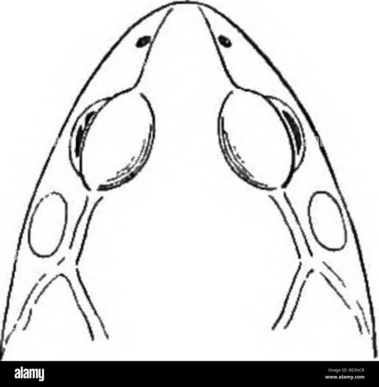 . Die schwanzlose Amphibien Europas. Frösche; Amphibien. Äußere Zeichen. Ii. Äußere Zeichen. Da diese Amphibien keine Hals, der Kopf führt direkt in den Körper, und, ausgenommen Pelohates, wo die Haut eng ist Anhänger der rugose Schädel, die Abgrenzung ist daher schwierig zu verfolgen. Durch Zeichnen einer Linie verbinden des Gelenkknorpels Extremitäten des Unterkiefers erhalten wir etwa die exakte Länge der Raupe, die größte Breite an der commissures der Backen. Der Kopf ist mehr oder weniger abgeflacht, mit prominenten Augäpfel oben durch das obere Augenlid, das Co ist abgedeckt Stockfoto