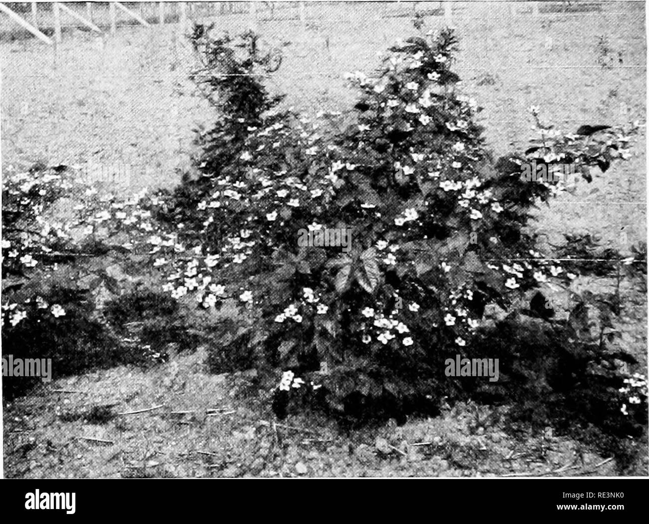 . Die Schule und zu Hause im Garten; ein Lehrbuch für junge Leute, mit Plänen, Anregungen und Hilfen für Lehrer, Führer und Organisatoren. Gartenarbeit; Schule Gärten. 266 DIE SCHULE UND zu Hause im Garten arbeiten, nachdem der Blackberry Erntegut wird alle abgeholt, die alten Stöcke beschneiden, und Raum für junge Wachstum (Abb. 135). Pflaumen Himbeeren weniger stark durch zwei Jahre alten Stöcke und andere, die zu hoch sind. Beschneiden Sie den toten Kopf und halten die Büsche wachsen - ing für eine gute Show im nächsten Jahr. Der Obstgarten sollte mit einem Winter die Anbauerklärung vorhanden sein.. FiQ. L 65.- Brombeeren in kleinen gewachsen Stockfoto