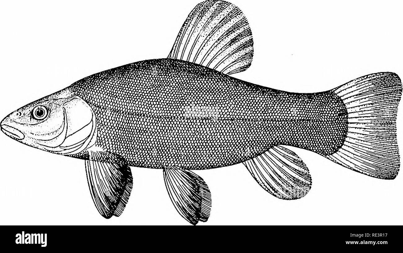Fische Fischen Aquariumaquarien Schwarzweiss Stockfotos Und Bilder Alamy
