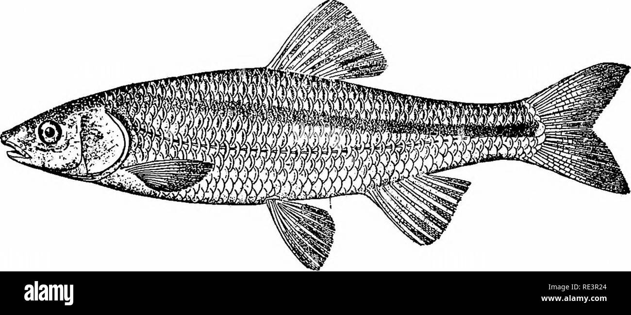. Goldfisch Sorten und tropische Aquarium Fische; eine komplette Anleitung zum Aquarien und verwandten Themen. Aquarien; Goldfische. TKOPICAL AQUARIUM FISCHE 75 die SILVERFIN aller einheimischen Fische im Aquarium versucht durch den Verfasser der Silverfin {Notropis analostamis) zeichnet sich als eines der am meisten satis - Werk. Für aquarium Zwecke die männliche Fische sollte ausgewählt sein. Ihre Flossen sind von einem Weißlichen, phosphoreszierende Farbe von Mai bis September. Darting um im Aquarium, ihren schlanken Körper bedeckt mit hellem Stahl-blau, und an den Seiten mit schwarzen Bordüren von Waagen sie Die att machen geschnürt Stockfoto