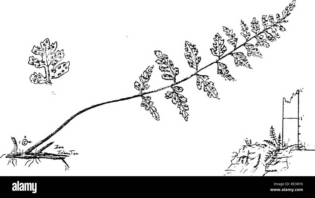. Farne der Camp Wigwam Region. Farne. Wedel. 1 bis 3 Meter lang. Twioe-Gefiedert. Kriechende Wurzelstock. Stengel glatte bin Kastanie hrovra. Rachis und Zunder iatirface der minutiös haarige Blade. Sori, kleinen, runden, in der Regel auf Basis von jedem Segment. Blade Schwert - geformt, Fragrajit wenn sie zerquetscht. Felsige Wälder und Hügel. Gemeinsame. Spröde Farn (Filix fragilis). Wedel 8 bis 15 cm lang. Kriechende Wurzelstock. Blade Lanzettlich. 2 bis 3 Mal gefiedert. Außenohren eher weit voneinander getrennt. Sori rundlich, in der Nähe der Marge, Rachis in der Regel geflügelt. Auf den Felsen, in feuchten Wäldern. Selten.. Bitte beachten Sie, dass diese Bilder sind ext Stockfoto