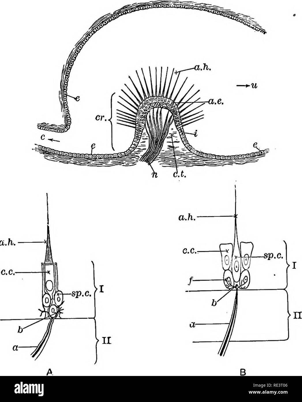 . Ein Lehrbuch der Tierphysiologie, mit einführenden Kapiteln über die allgemeine Biologie und eine vollständige Behandlung der Fortpflanzung... Physiologie, Vergleichende. Anhörung. 613 etc., von drei verschiedenen grundlegenden Empfindungen, oder durch chemische Prozesse wenige in der Art, warum sollte nicht hören ebenso einfach erklärt werden? Solche Ansichten wie die Re-. a.h. Abb., 455.- Längsschnitt der Ampulle, etwas schematische (nach Huxley), c. Ende der Ampulle, halbrunde Kanal; u, Öffnung in Prostaticus; oder, crista Acoustica mit Haar-Zellen, zu whien kann gesehen werden, n, Fasern des Hörnerven Stockfoto