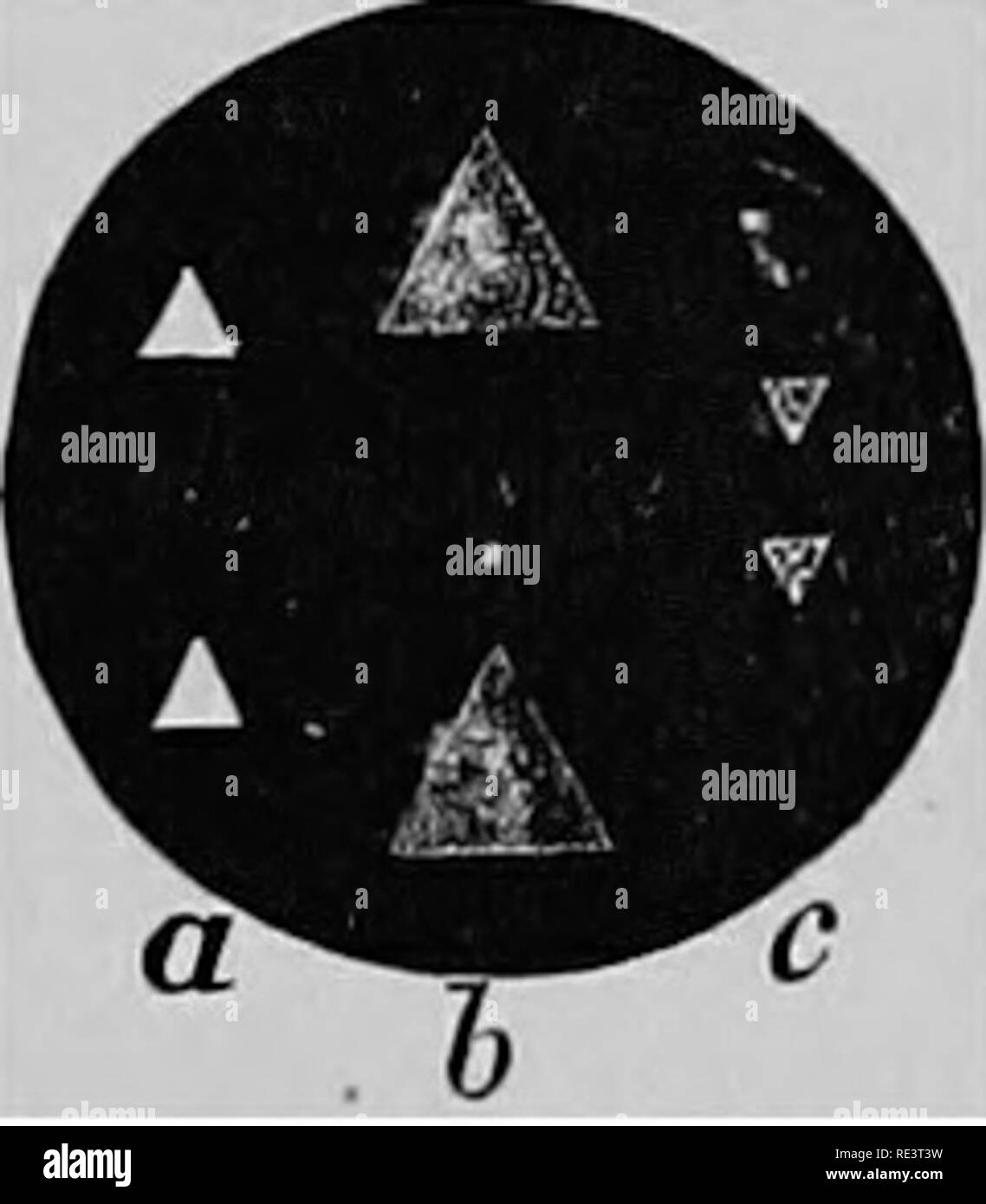. Ein Lehrbuch der Tierphysiologie, mit einführenden Kapiteln über die allgemeine Biologie und eine vollständige Behandlung der Fortpflanzung... Physiologie, Vergleichende. visiosr. 567 er Experimente (Abbn. 409 und 410). Lassen Sie zwei kleine Löcher in eine Karte gestochen werden, in einem Abstand von einander nicht größer als der Durchmesser der Pupille; korrigieren Sie die Karte aufrecht auf einem Stück Brett, etwa zwei Meter langen, und, ein Auge schliessen, die Wirkung von zwei Stifte in die Kammer in Übereinstimmung mit jedem anderen klemmt beobachten, in verschiedenen Entfernungen auseinander. Es kann beobachtet werden, dass Sobald die nächsten Pin der Karte Witz angenähert Stockfoto