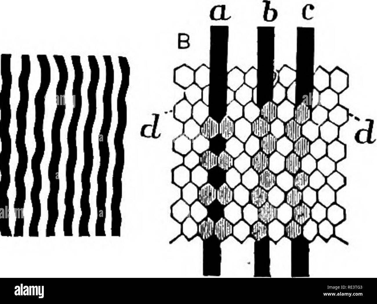 . Die Physiologie der Tiere... Physiologie, Vergleichende ; tierärztliche Physiologie. 572 PHYSIOLOGIE DER HAUSTIERE. Verschiedene Fehler im Urteil der visuellen Empfindungen häufig auftreten. Einige dieser zugeben, der andere nicht. Das markanteste Beispiel für einen solchen Fehler in der Wahrnehmung, und eines, das die meisten bereitwillig erklärt, ist wie folgt: - Wenn eine Reihe von Parallelen vertikale schwarze Linien, zwei Millimeter im Durchmesser, sind auf weißem Papier gezeichnet, mit gleicher weiße Bereiche zwischen ihnen, und dann intensiv in einem guten Licht betrachtet, in kurzer Zeit die Linien die Gestalt gesehen Stockfoto