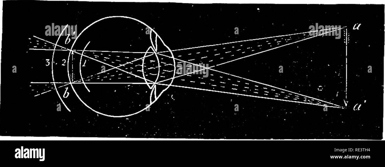 . Die Physiologie der Tiere... Physiologie, Vergleichende ; tierärztliche Physiologie. Der SEHSINN. 859 Bilderzeugung und die einer einfachen Linse ist in der Tatsache, dass mit dem normalen Auge ein Objekt mit der gleichen Deutlichkeit gesehen werden kann, ob in großer Entfernung oder eng an das Auge heran. Dies zeigt an, dass es ein Mechanismus muss im Auge, durch die die Brennweite der brechenden Medien verändert werden kann. Wenn die fino-er einen kurzen Abstand vor dem Auge gehalten zu werden, die anderen geschlossen wird, kann es mit der größten Unterscheidbarkeit unterscheiden. Wenn die Finger bleiben in der Sam Stockfoto