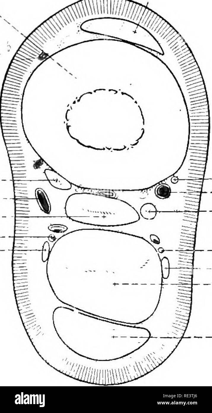 . Die topographische Anatomie der Glieder des Pferdes. Pferde; Physiologie. M. extensor digitorum Brevis. M. peronceus Longus. X. peronceus Profundus. A. dorsalis metatarsea lateralis. Dritten Mittelfußknochen. ^=- Vierte Mittelfußknochen. JI. interosseus. A. plantavis lateralis. N. piantaris lateralis. M. piantaris. M, flexor digitorum Profundus. A. piantaris Medialis. Fio 105 - Abschnitt über das proximale Ende des Hintermittelfuss auf der Ebene von Vin-Bild angezeigt. 81. Der venösen Arch, folgt der medialen Grenze des interosseous Muskel für etwa zwei Drittel der Länge der Mittelfuß, und dann Stockfoto