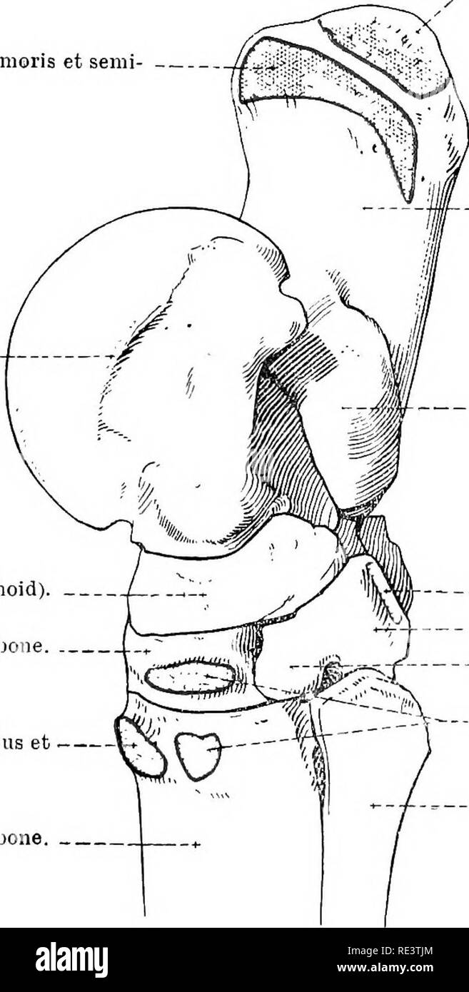. Die topographische Anatomie der Glieder des Pferdes. Pferde; Physiologie. 150 TOPOGEAPHICAL ANATOMIE DER tiefen Beugesehne. Es endet, indem Sie entweder die gemeinsame Digitale oder die seitliche plantar digitale Arterie. Die schlanke medial plantar Arterie folgt der medial plantar Nerv, und endet in der gleichen Weise wie die seitlichen Arterie. In der proximalen Teil der hintermittelfuss ist es im allgemeinen mit dem medial plantar Metatarsus Arterie durch eine Kommunikation Niederlassung United ist. Gelegentlich die beiden plantar Arterien im distalen Teil des M. gastrocnemius vereinen. ilm. plantaris, Bizeps femoris et senii-tendinosus Stockfoto