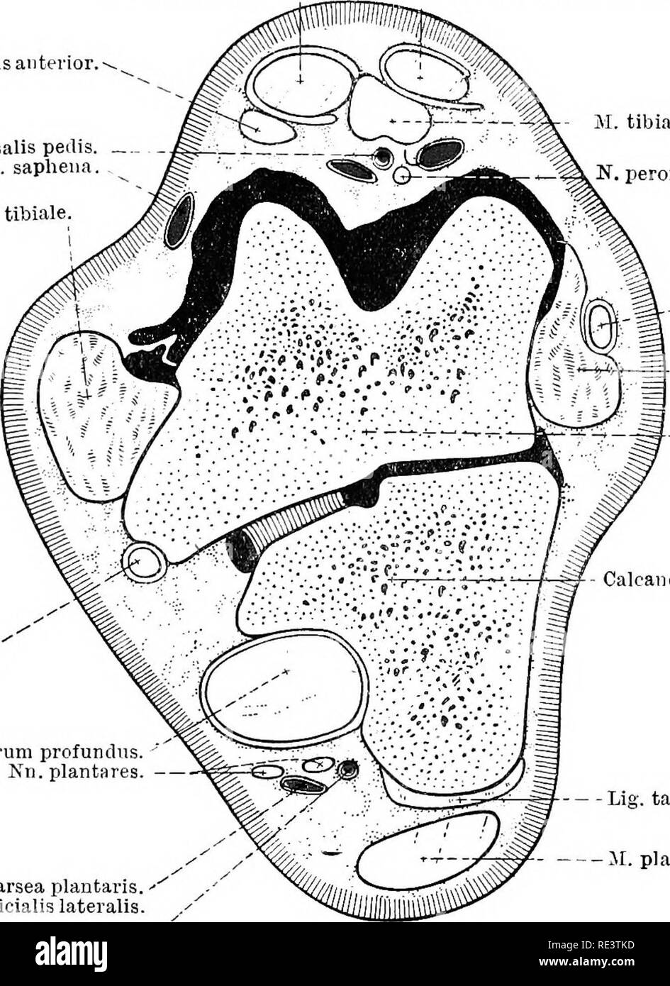 . Die topographische Anatomie der Glieder des Pferdes. Pferde; Physiologie. 146 TOPOGEAPHICAL Anatomie der Knochen, der an der Rückseite des Tarsus, wo es im Zusammenhang mit den Schiffen der Hintermittelfuss geprüft werden. Die seitliche dmsal Metatarsus Arterie (a. Dorsalis metatarsea lateralis) verläuft schräg über den lateralen Aspekt des Dritten meta-fußwurzelknochen unterhalb der extensor digitorum Brevis und die Sehne des peronseus Longus, und dann entlang der Nut] r gebildet. peronteus Tertius. M. extensor digitorum Longus. il. tibialis anterior. A. dorsalis Pedis. V. SA Stockfoto